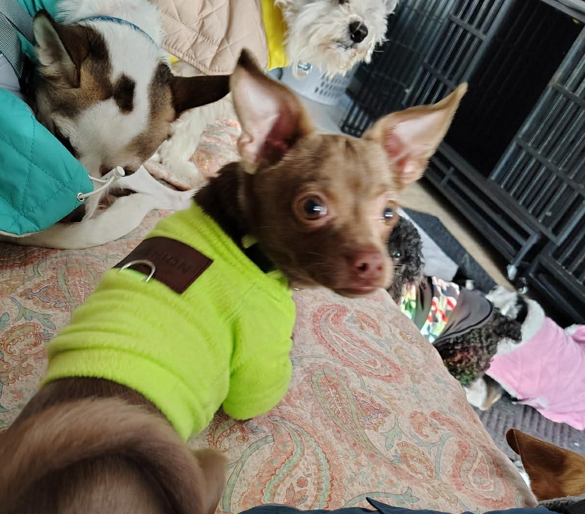 Courtesy Post - Keeko, ADOPTABLE, Puppy Male Chihuahua & Pug.