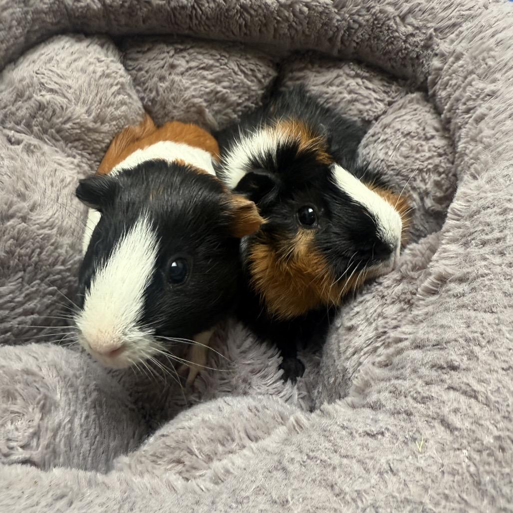 Enlarge Domino, a Adoptable Guinea Pig in Long Beach, CA image 2/4
