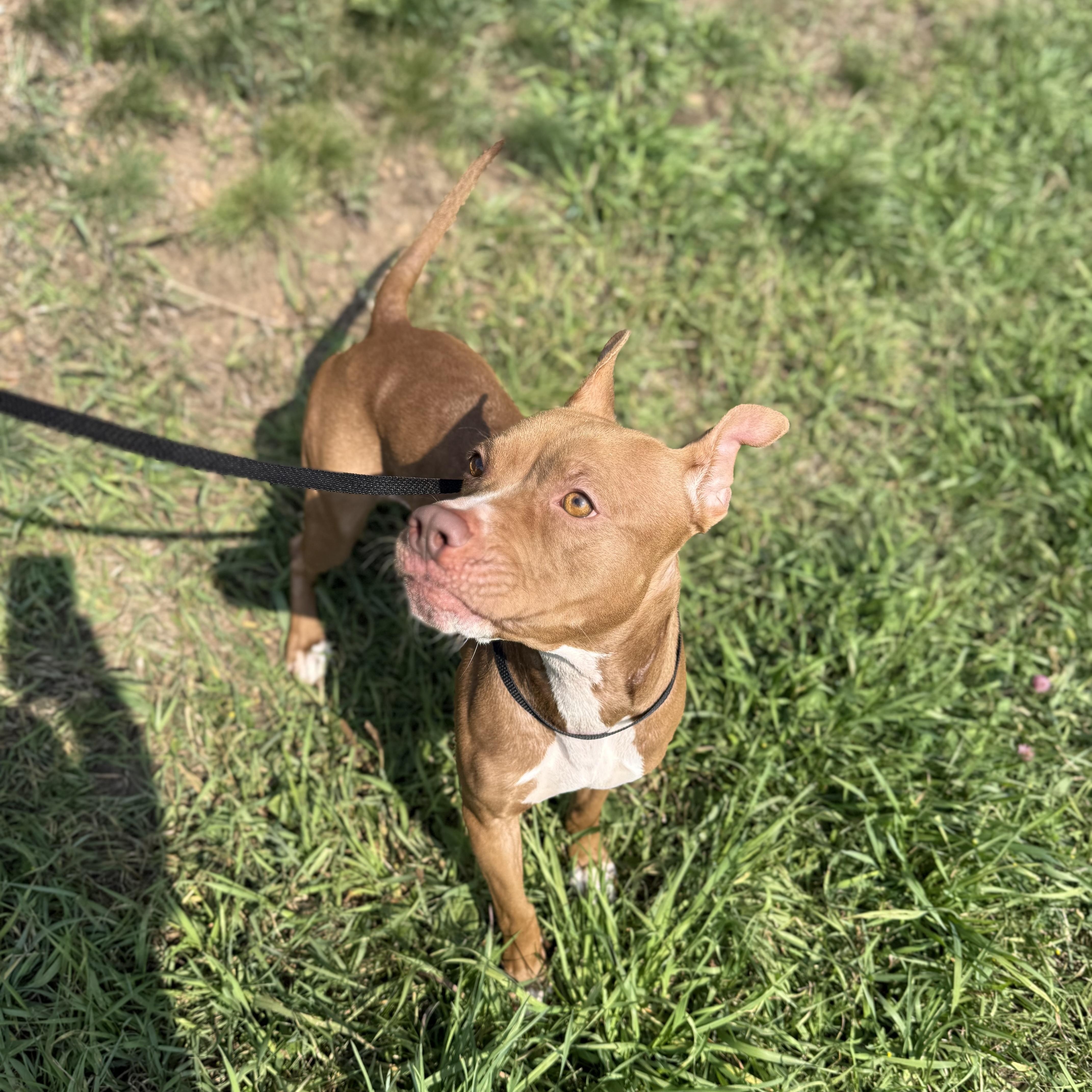 Enlarge Figgy, a Adoptable mixed breed in Omaha, NE image 5/6