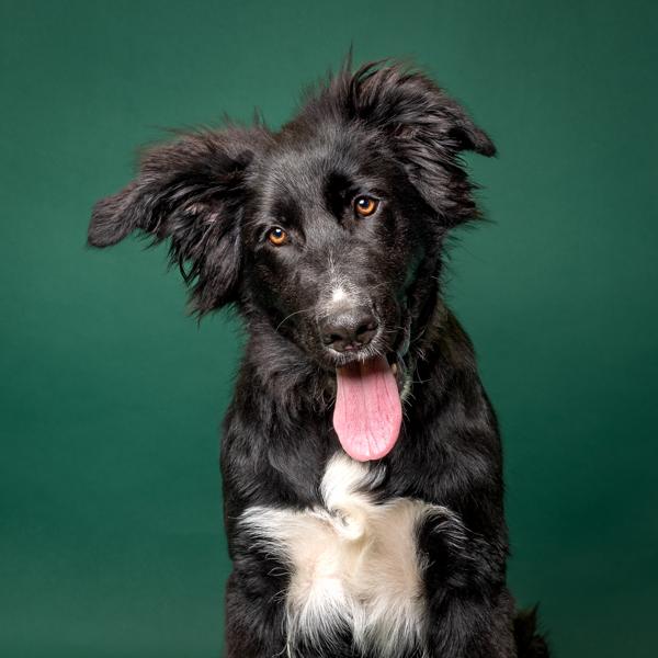 Midnight, Adoptable, Young Female Border Collie & Great Pyrenees.