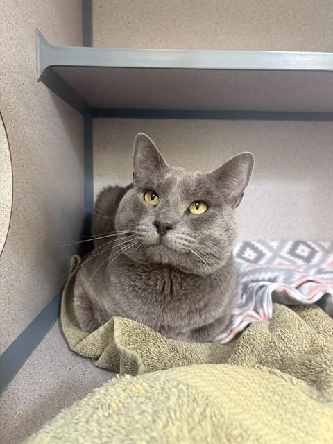Enlarge BEAR, a Adoptable Domestic Short Hair in Castaic, CA image 1/1