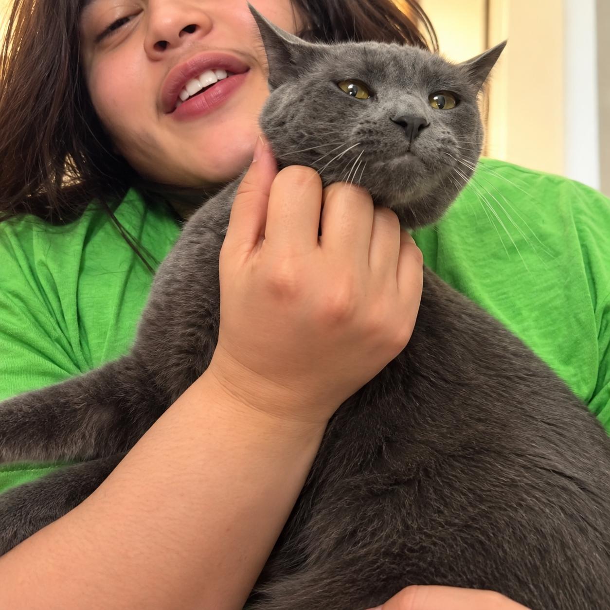 Enlarge Chat Napa @Petco, a Adoptable Russian Blue in Napa, CA image 1/3