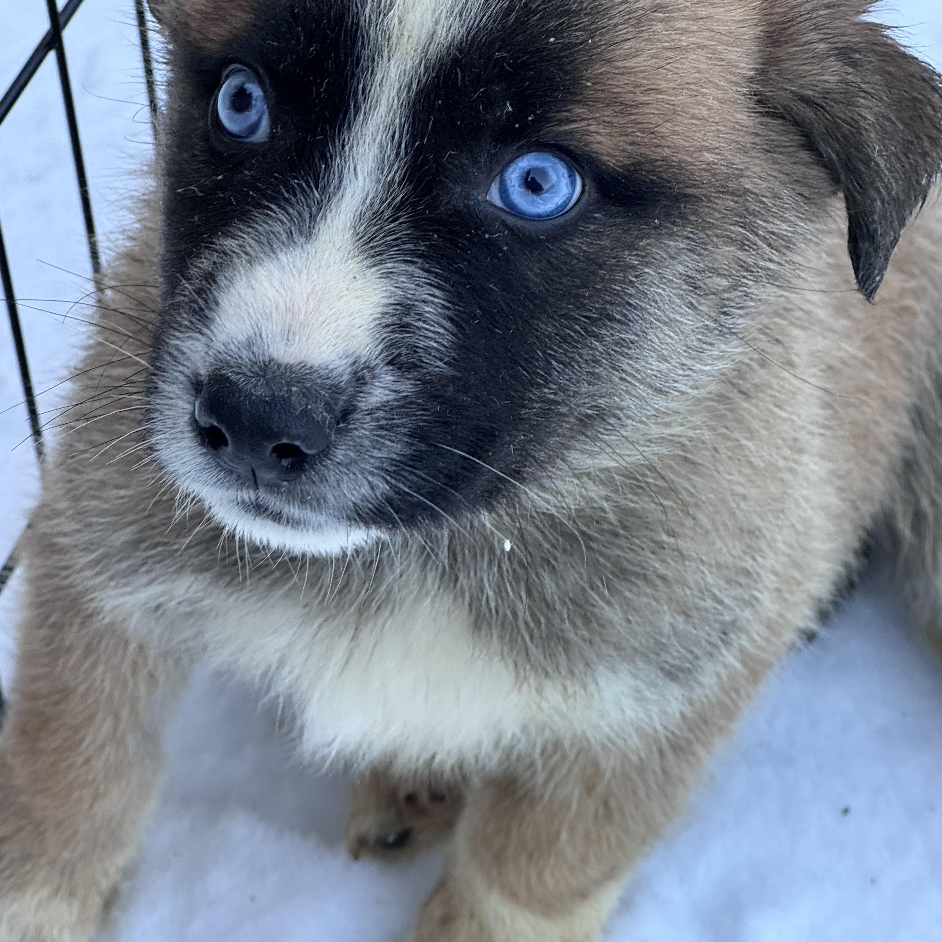 Enlarge Monopoly , a ADOPTABLE mixed breed in Fredericksburg, VA image 1/2