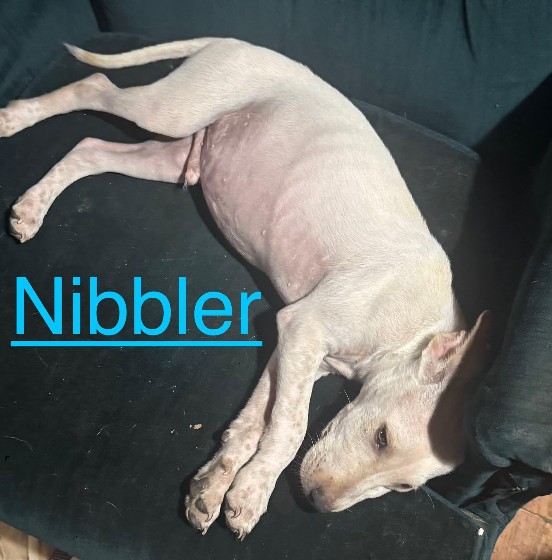 P28-Nibbler
