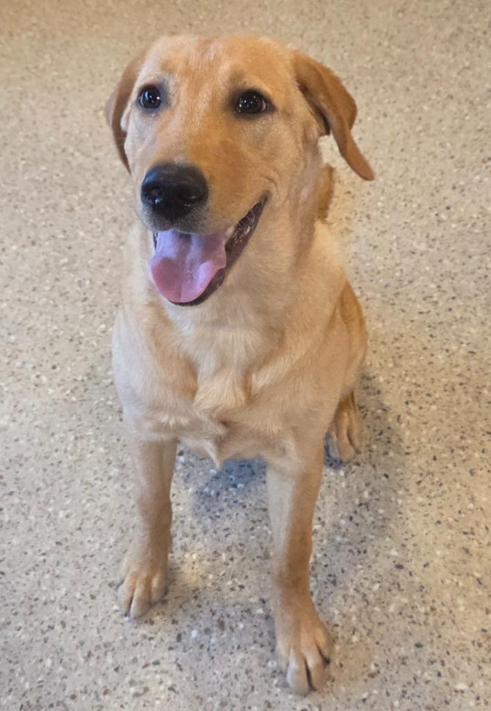 Sunflower, a Adoptable Labrador Retriever in Gold Beach, OR image 1/2