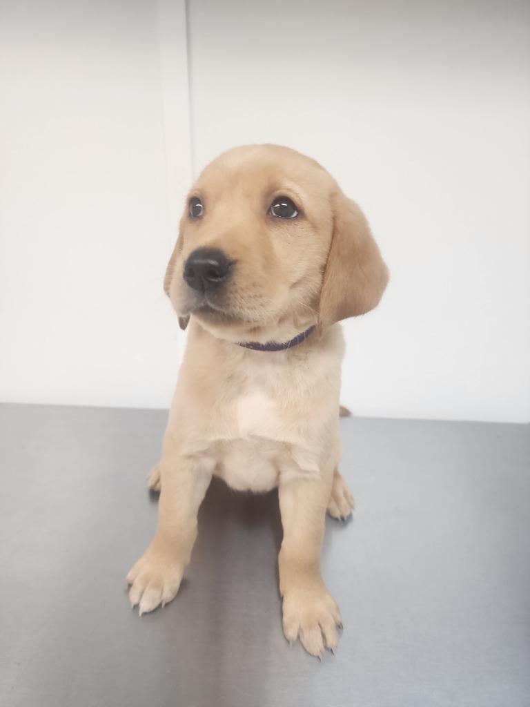 Sunflower, a Adoptable Labrador Retriever in Gold Beach, OR image 2/2