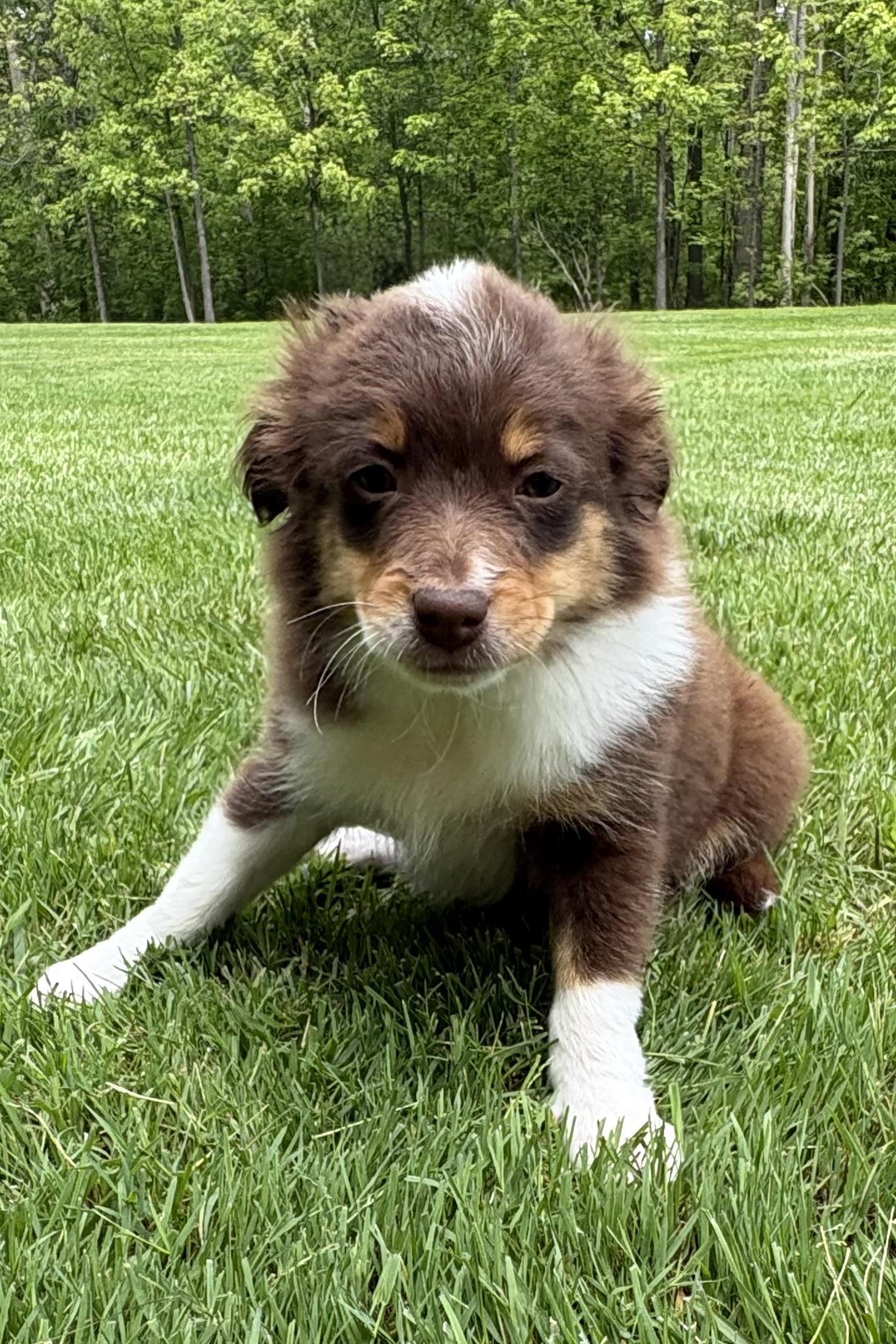 Henry, a ADOPTABLE mixed breed in Chesterfield, MI image 1/5