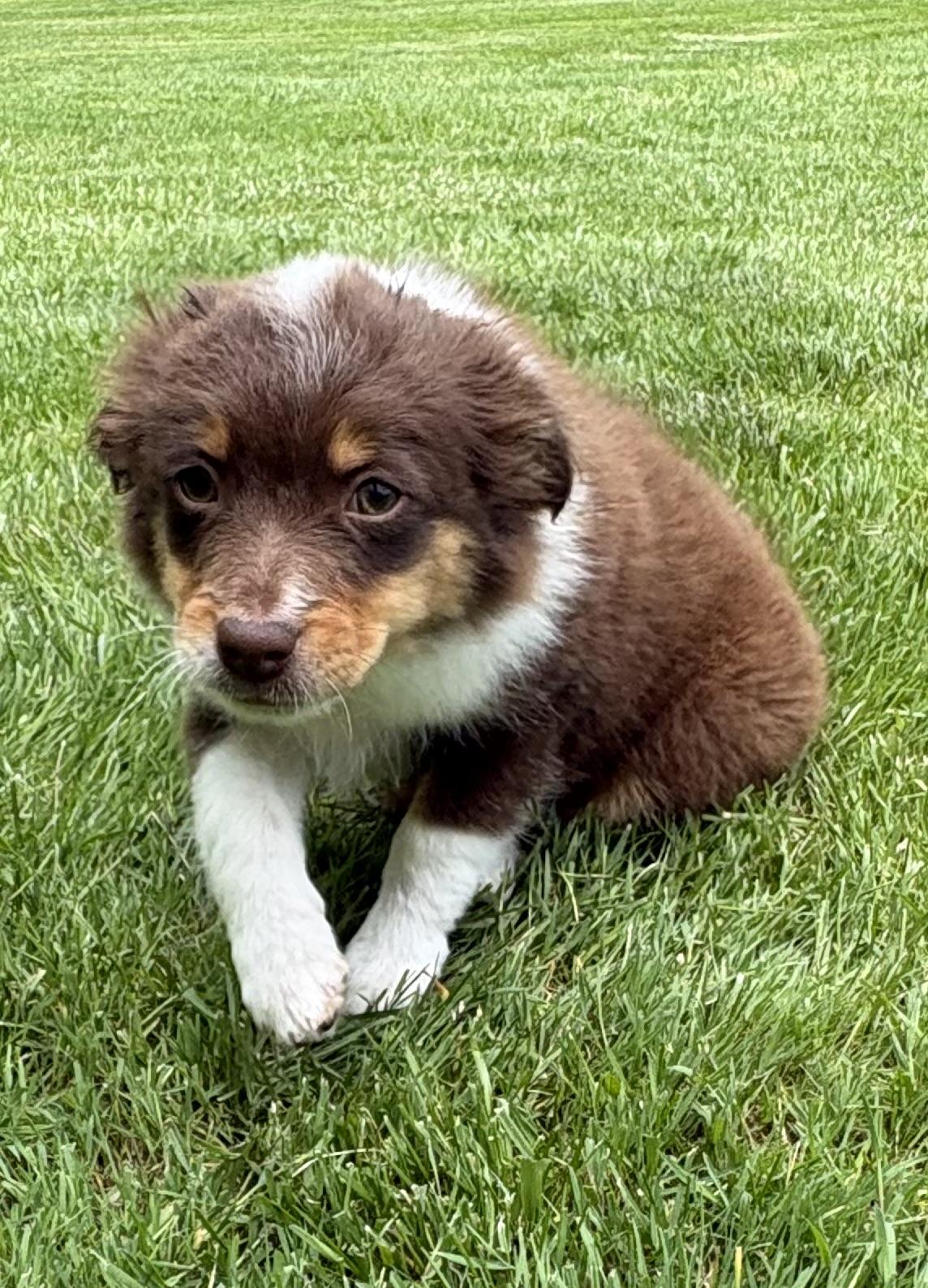 Henry, a ADOPTABLE mixed breed in Chesterfield, MI image 5/5