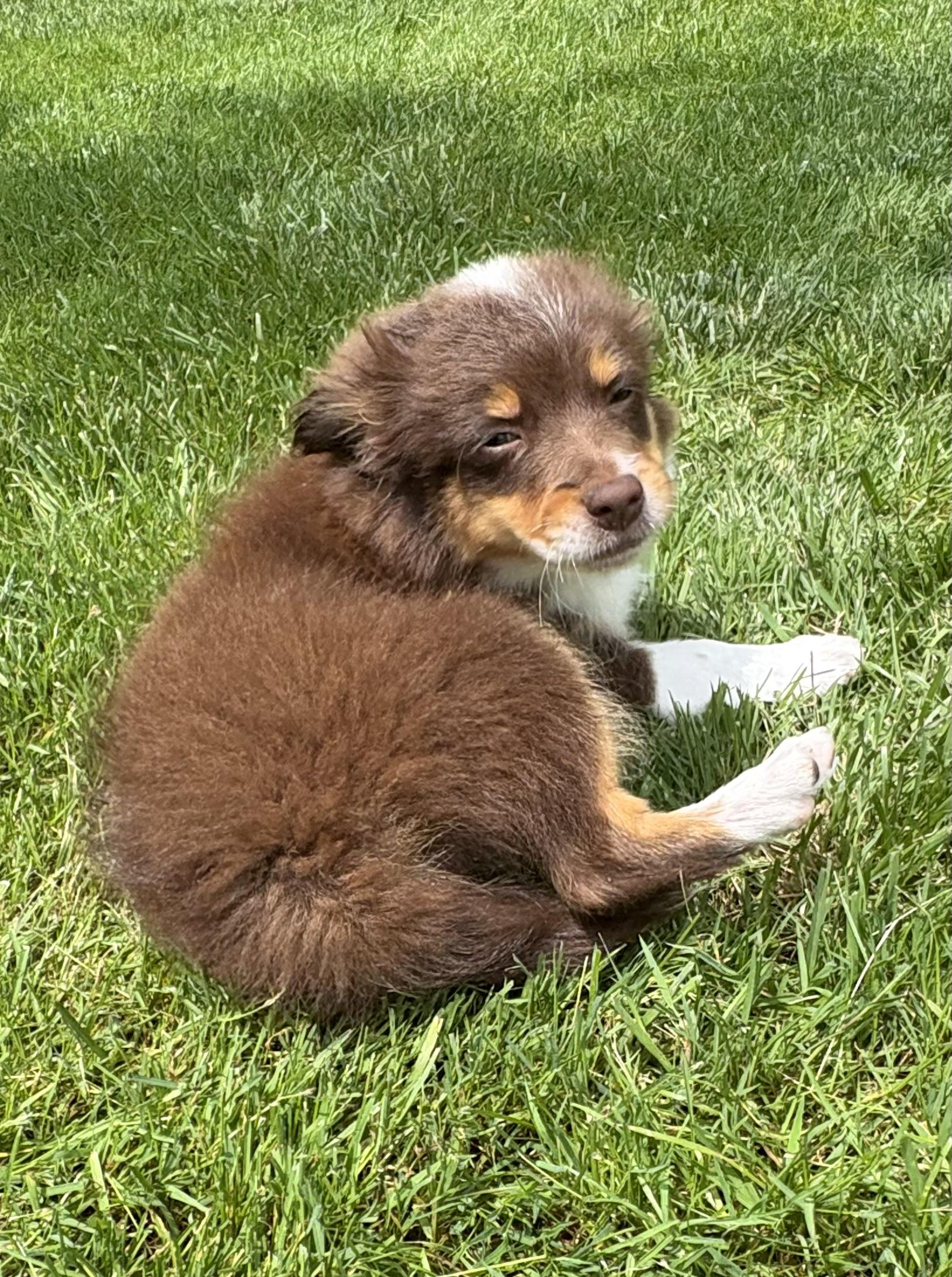 Henry, a ADOPTABLE mixed breed in Chesterfield, MI image 3/5