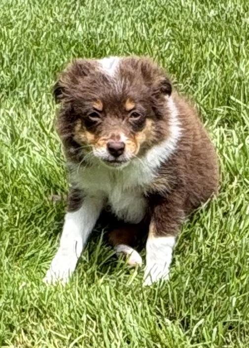 Henry, a ADOPTABLE mixed breed in Chesterfield, MI image 4/5