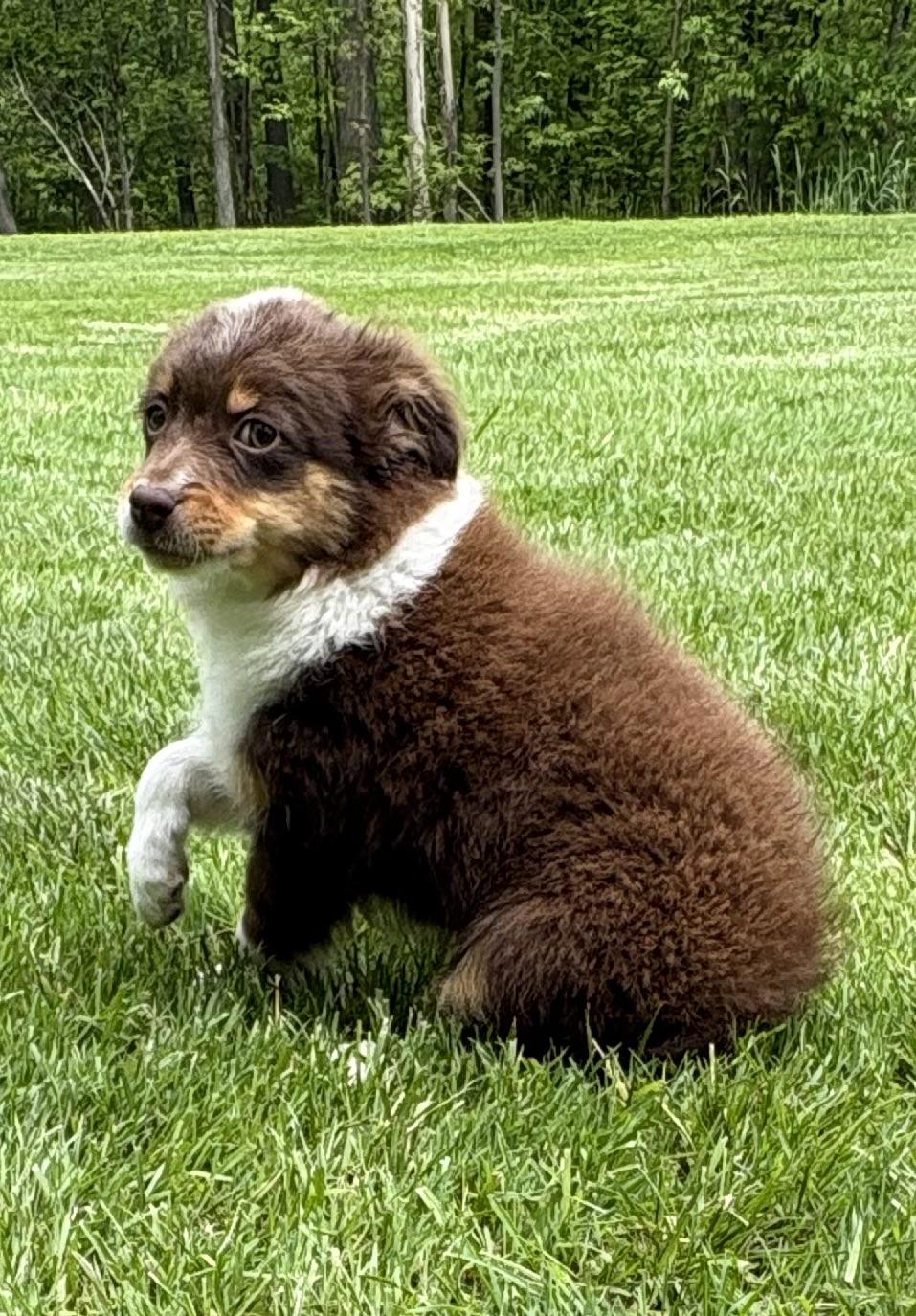 Henry, a ADOPTABLE mixed breed in Chesterfield, MI image 2/5
