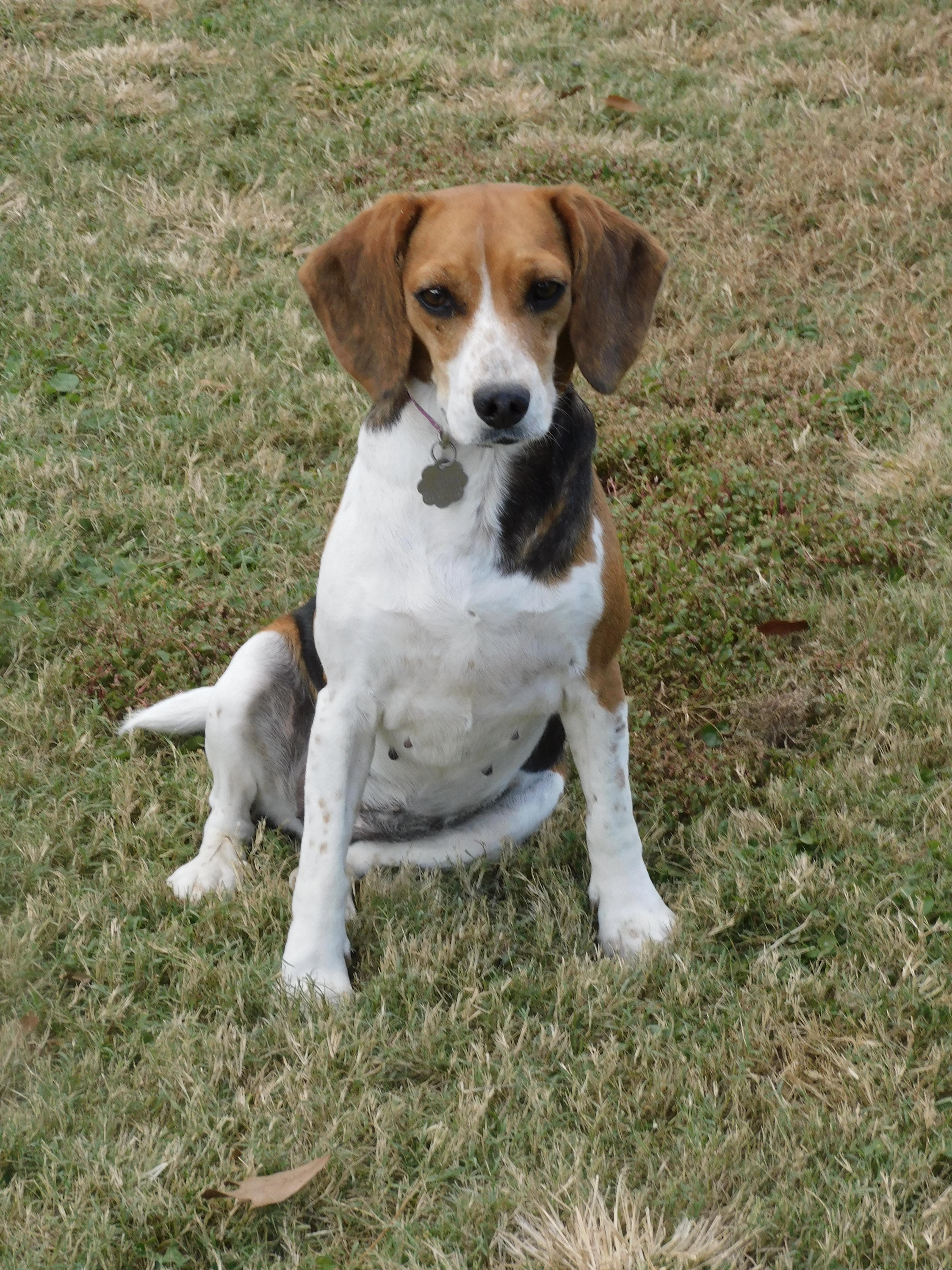 Ruby, a Adoptable Beagle in Prairieville, LA image 5/6