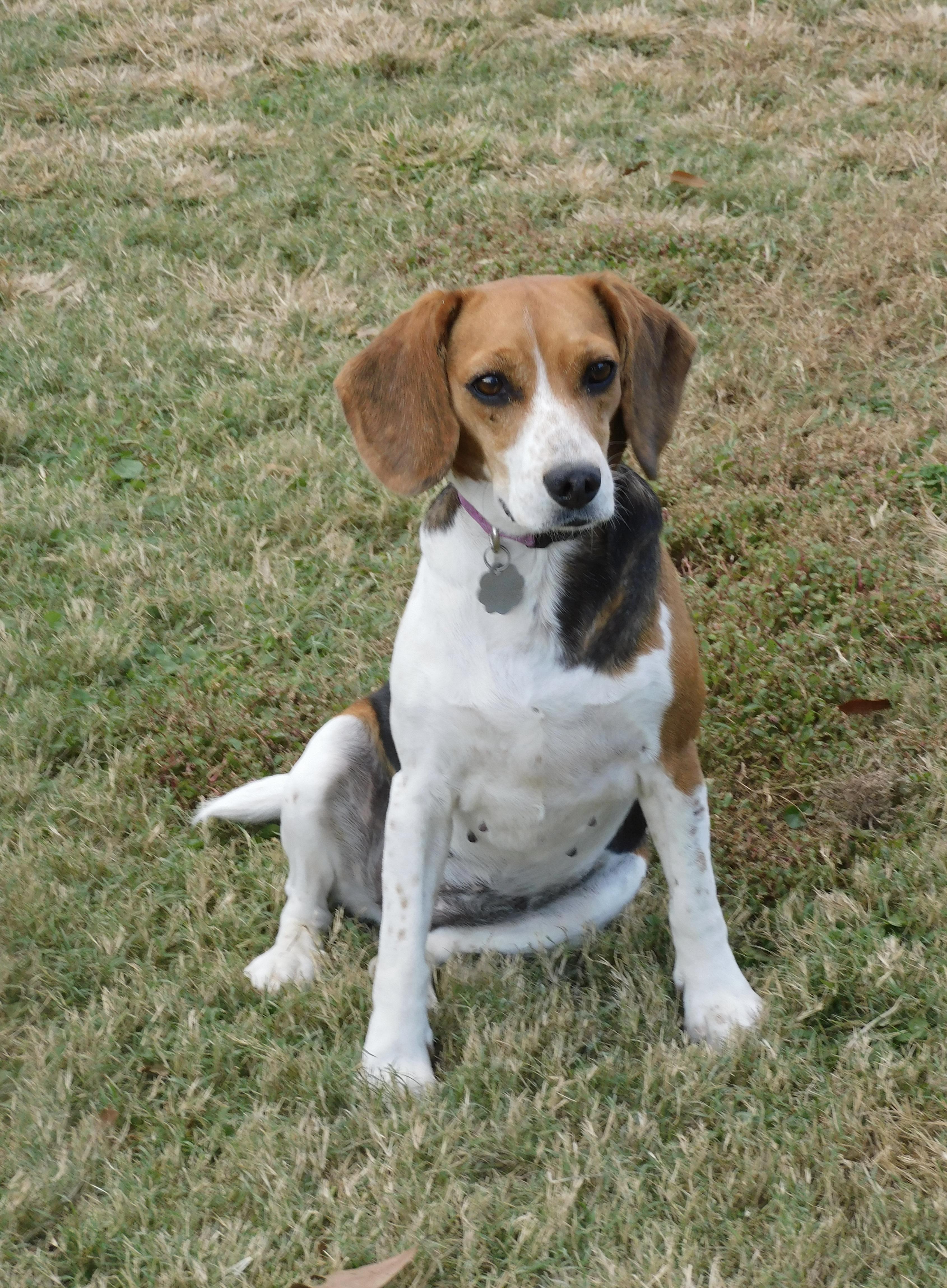 Ruby, a Adoptable Beagle in Prairieville, LA image 6/6
