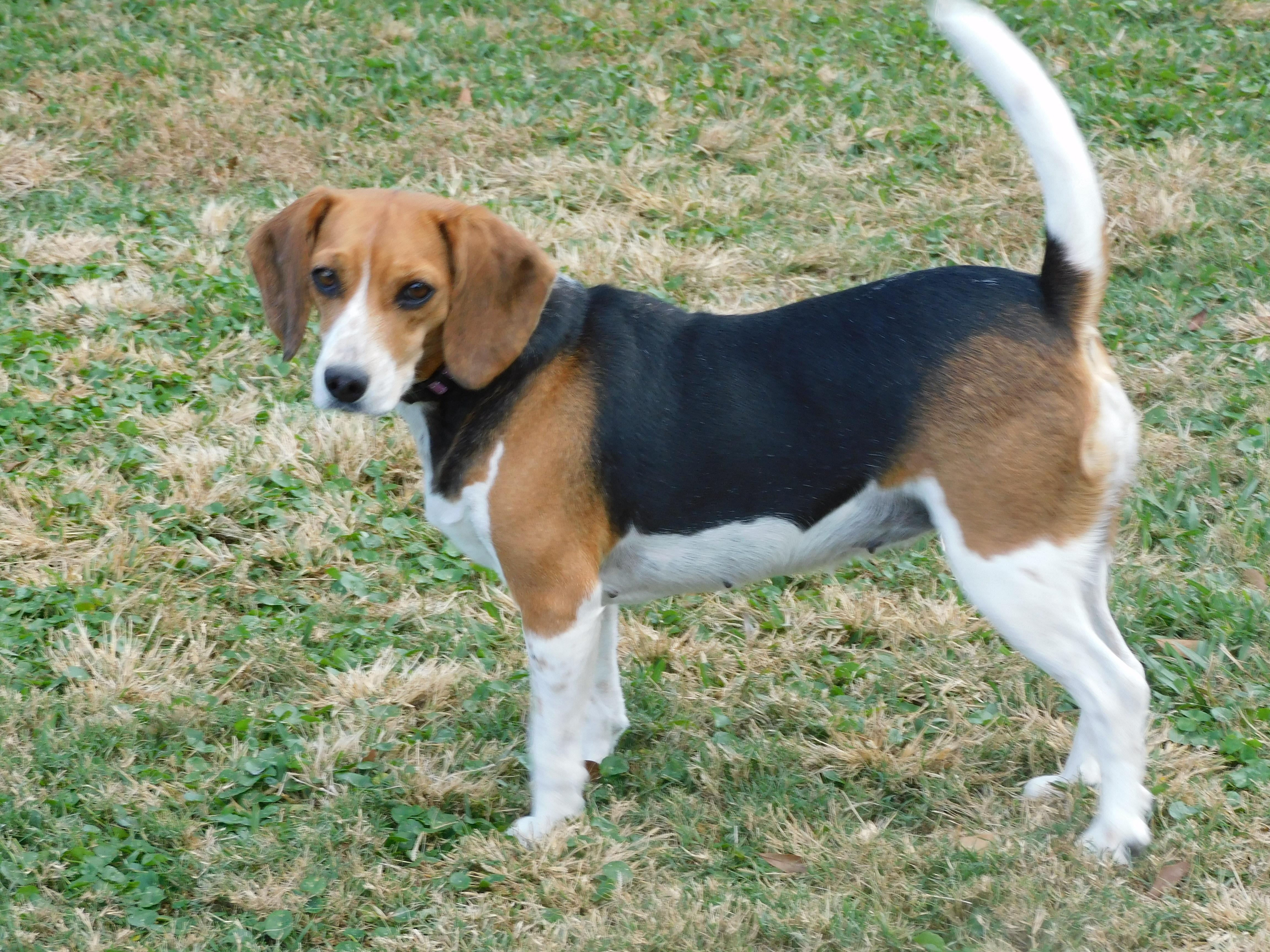 Ruby, a Adoptable Beagle in Prairieville, LA image 1/6