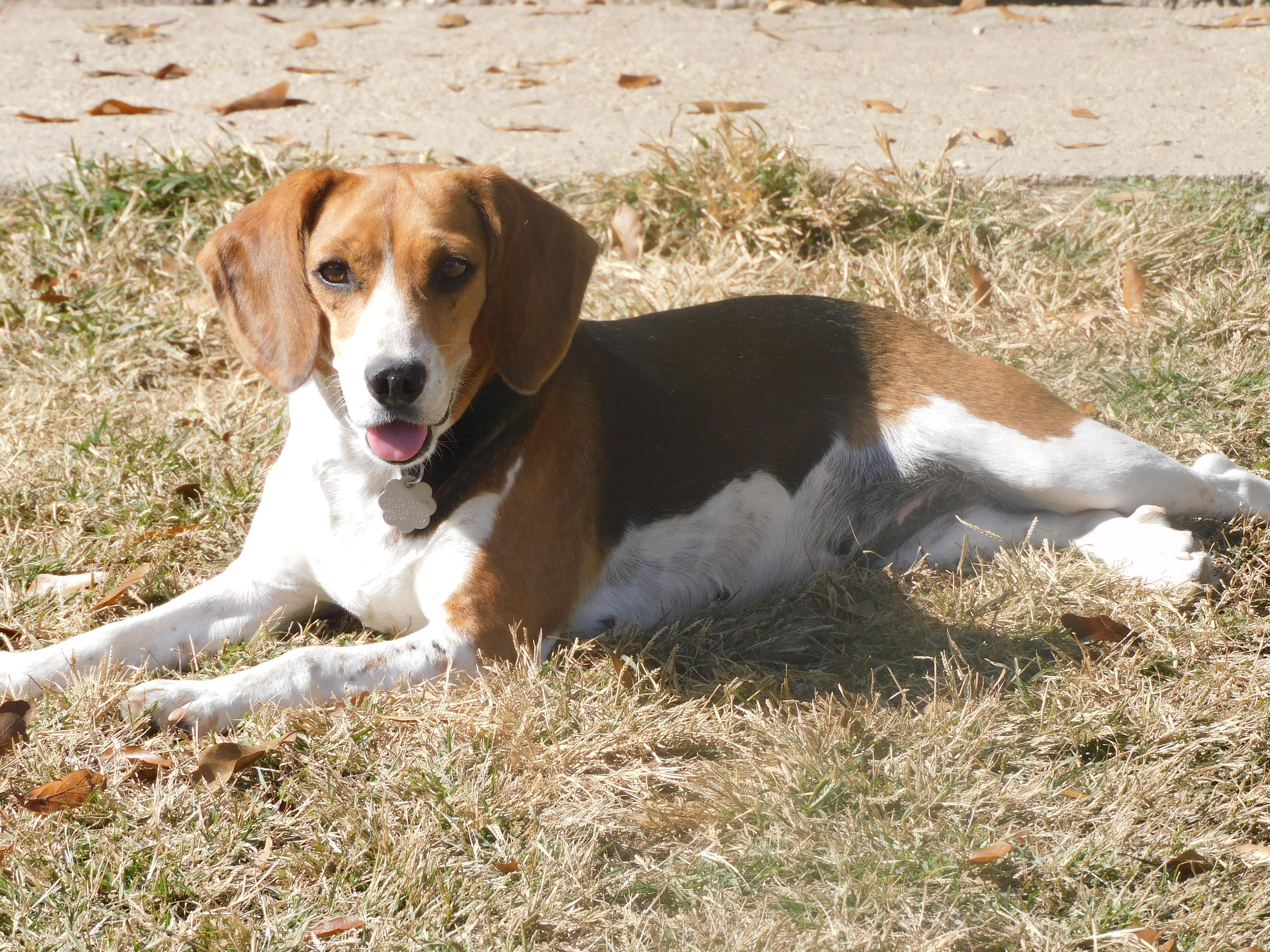 Ruby, a Adoptable Beagle in Prairieville, LA image 2/6