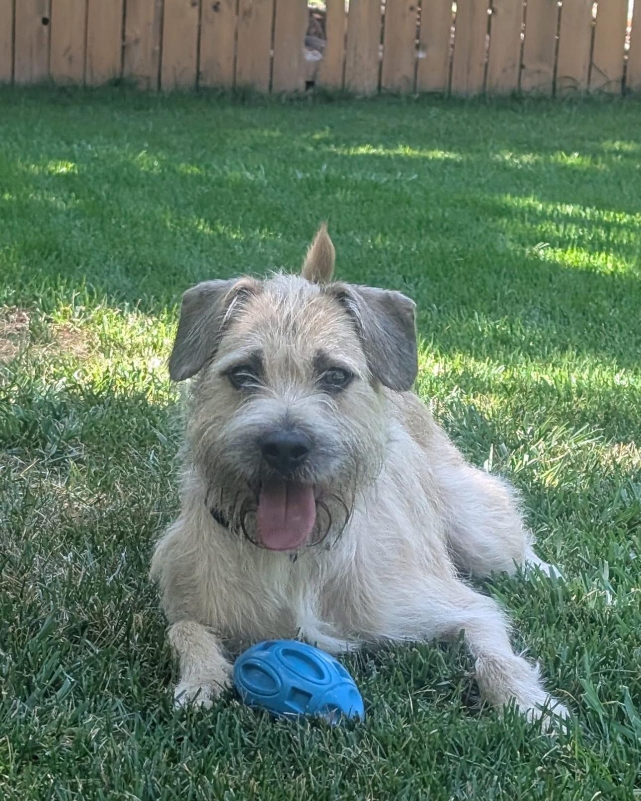 Oscar, a Adopted mixed breed in Parker, CO image 1/3