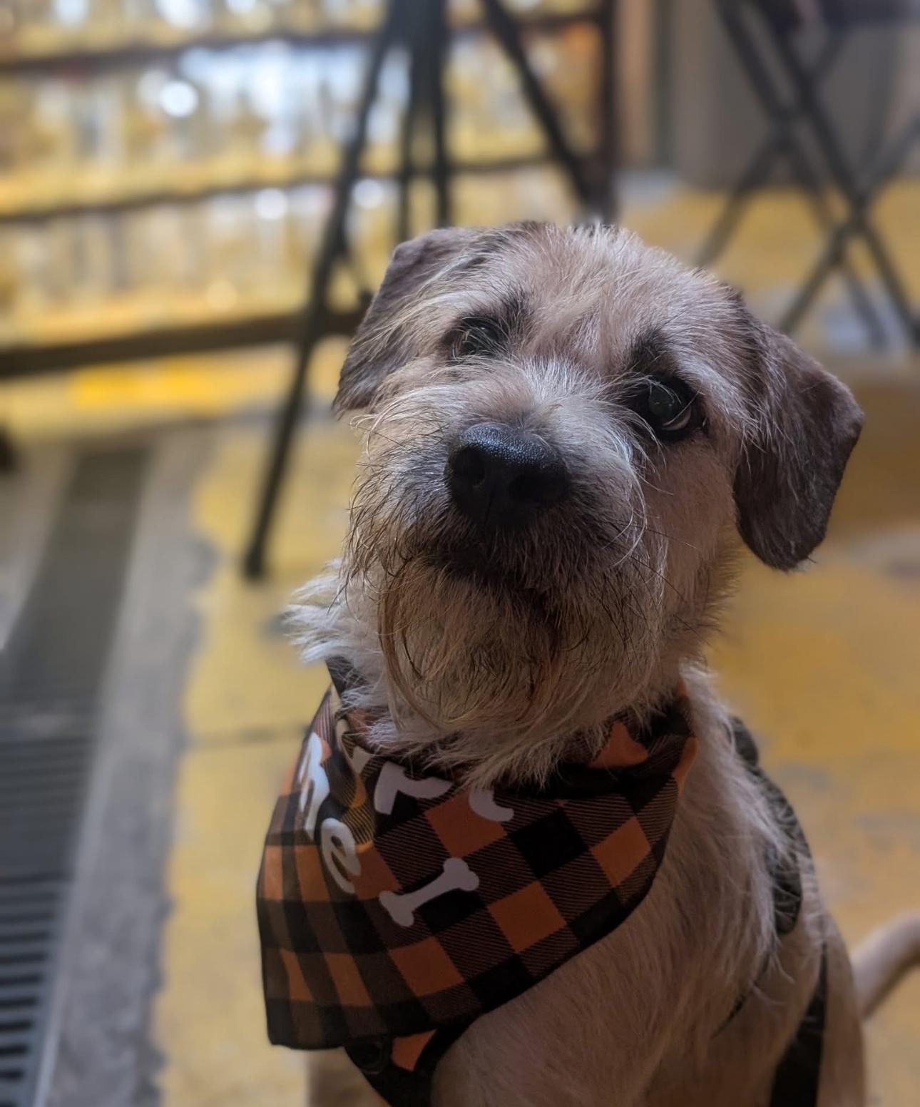 Oscar, a Adopted mixed breed in Parker, CO image 2/3