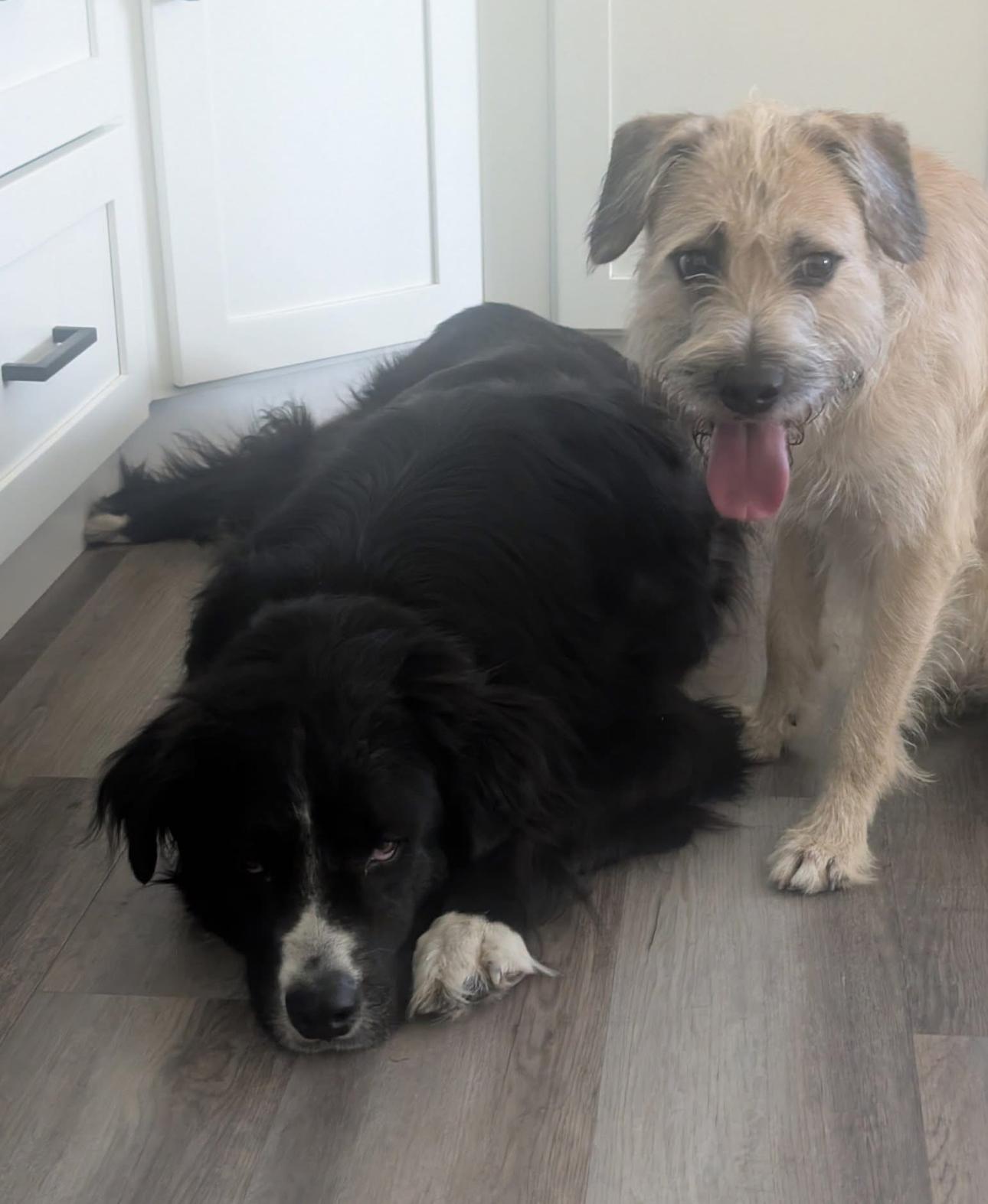 Oscar, a Adopted mixed breed in Parker, CO image 3/3