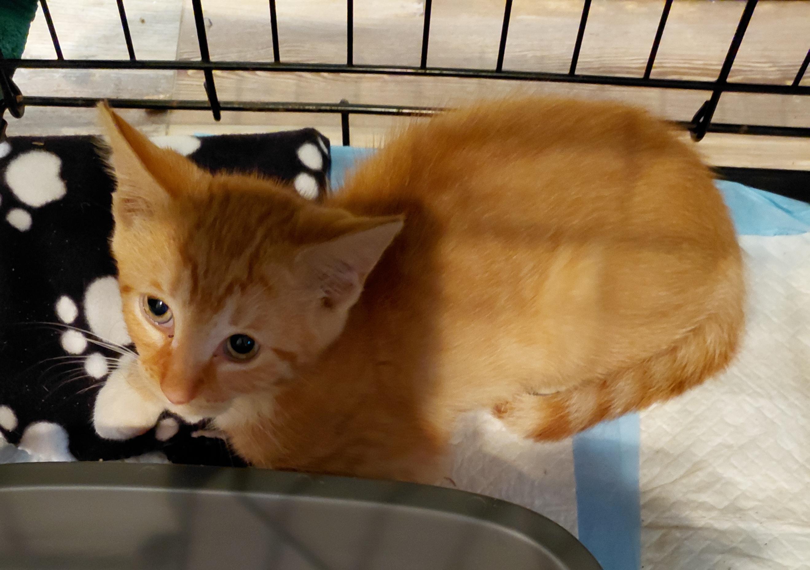 Enlarge Sunburst, a Adoptable Domestic Short Hair in Bethpage, NY image 2/2