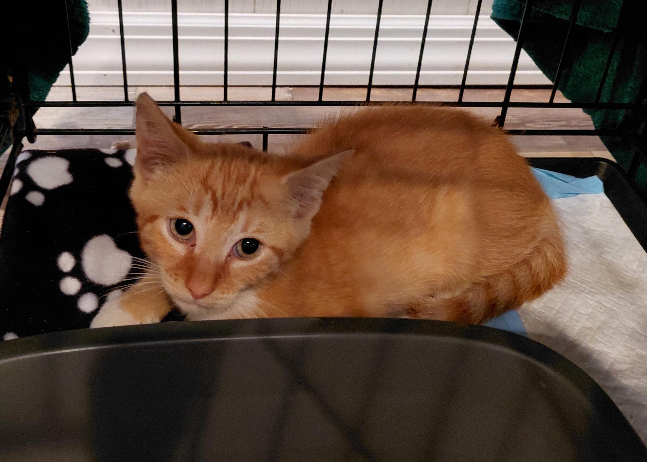 Enlarge Sunburst, a Adoptable Domestic Short Hair in Bethpage, NY image 1/2