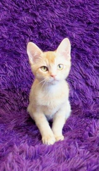 Mac, an adopted mixed breed in Saint Augustine, FL image 2/6