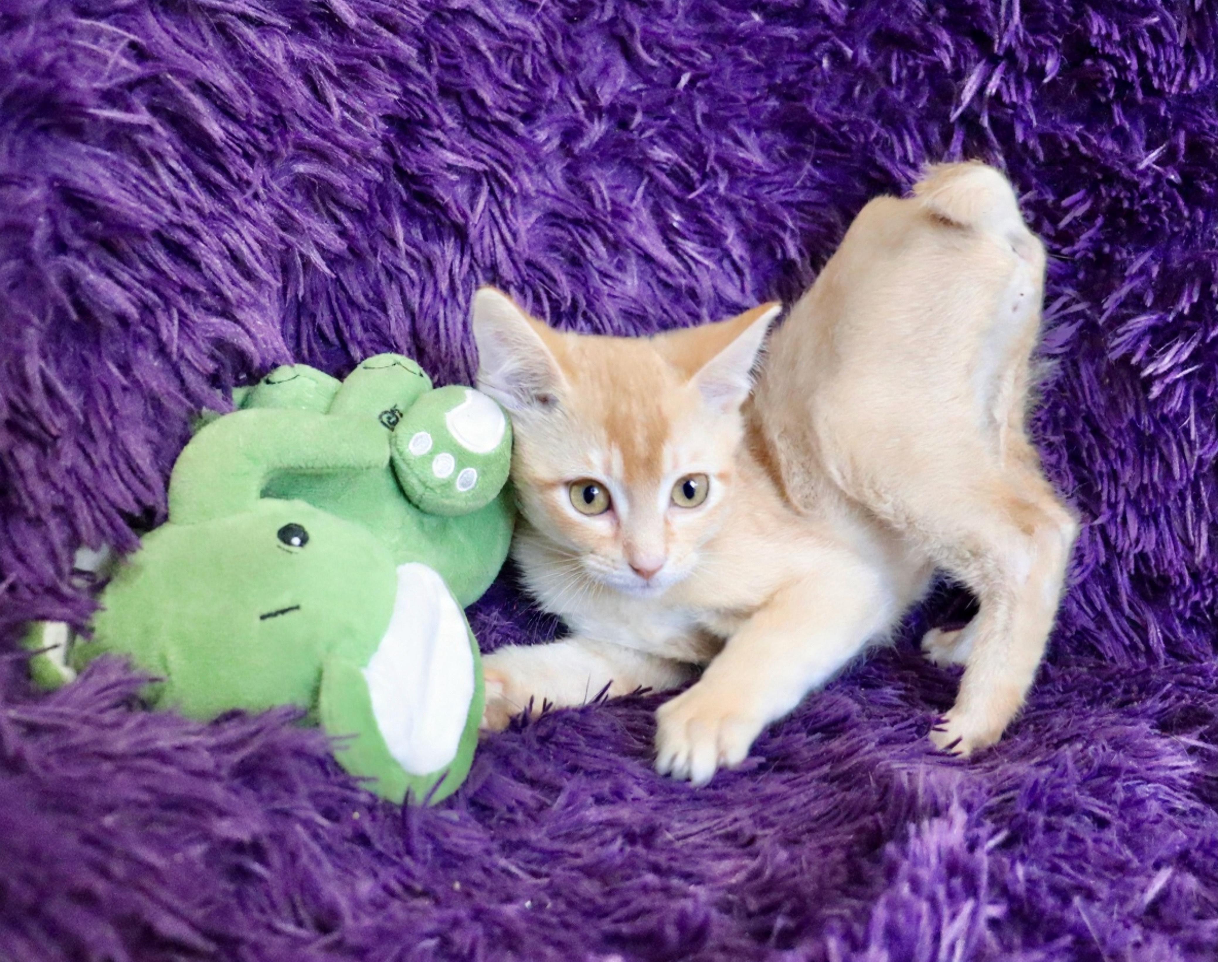 Mac, adopted, Kitten Male Exotic Shorthair & Manx.
