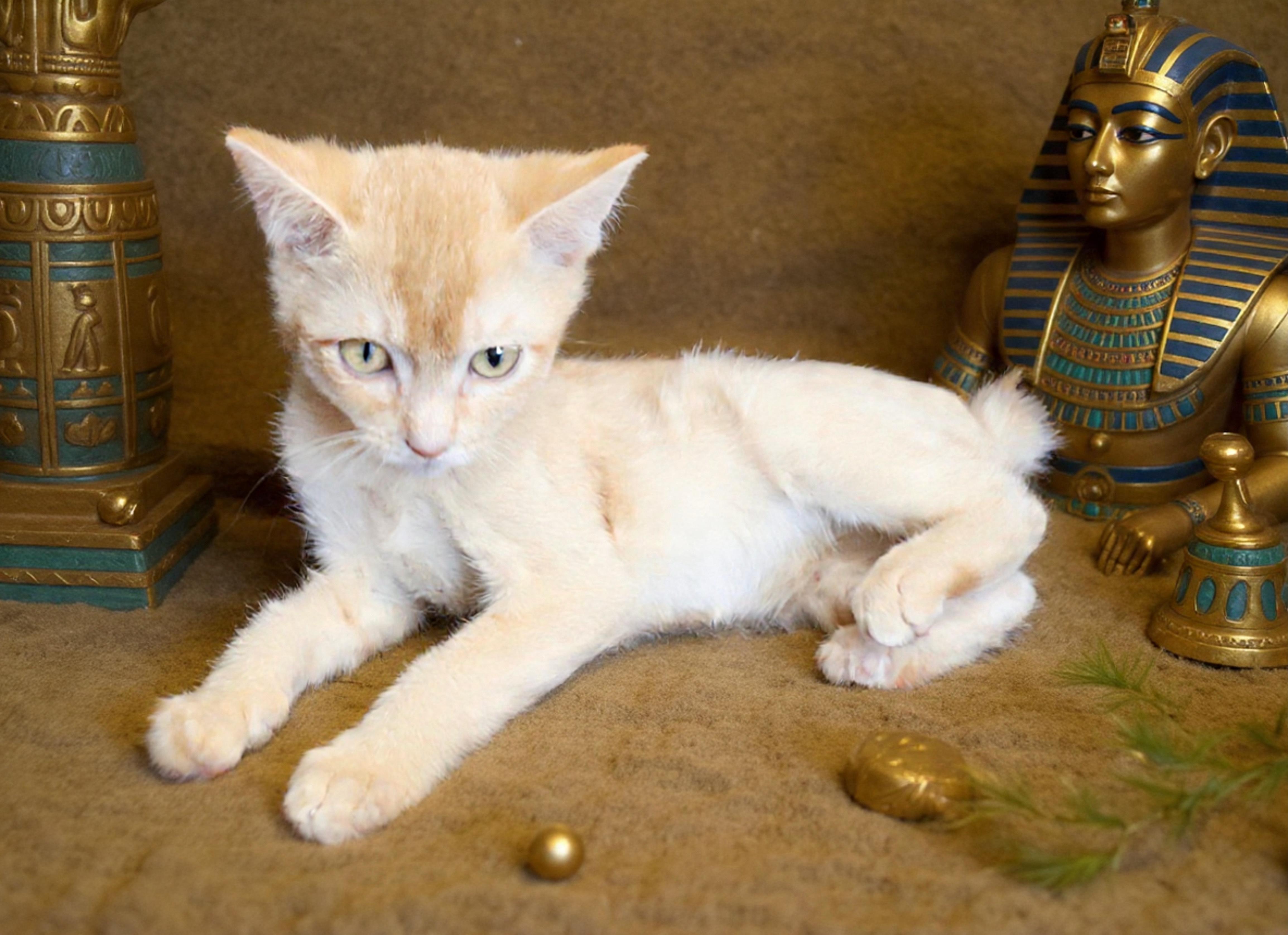 Mac, an adopted mixed breed in Saint Augustine, FL image 6/6