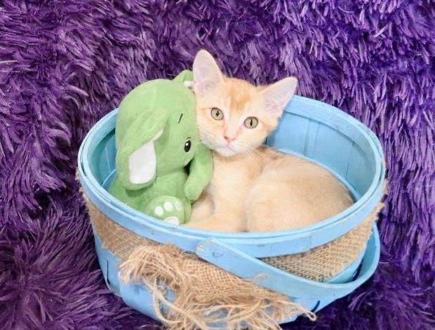 Mac, an adopted mixed breed in Saint Augustine, FL image 3/6