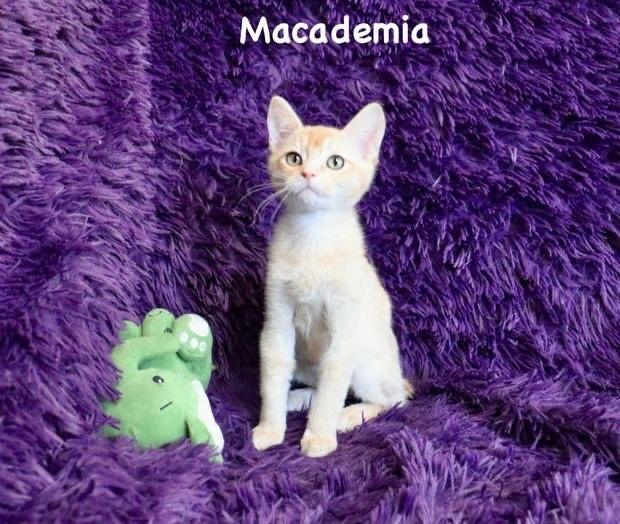 Mac, an adopted mixed breed in Saint Augustine, FL image 4/6