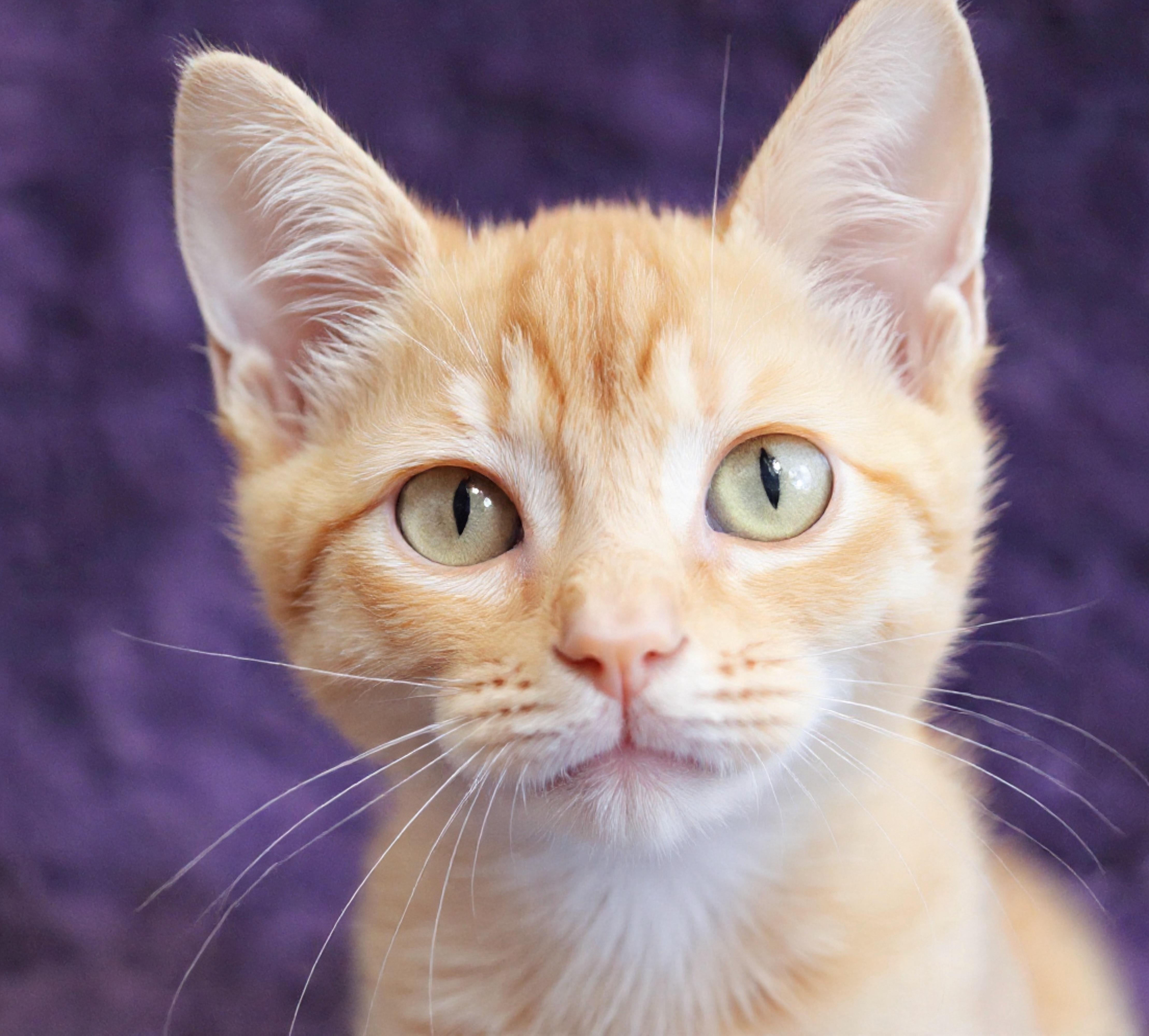 Mac, an adopted mixed breed in Saint Augustine, FL image 5/6