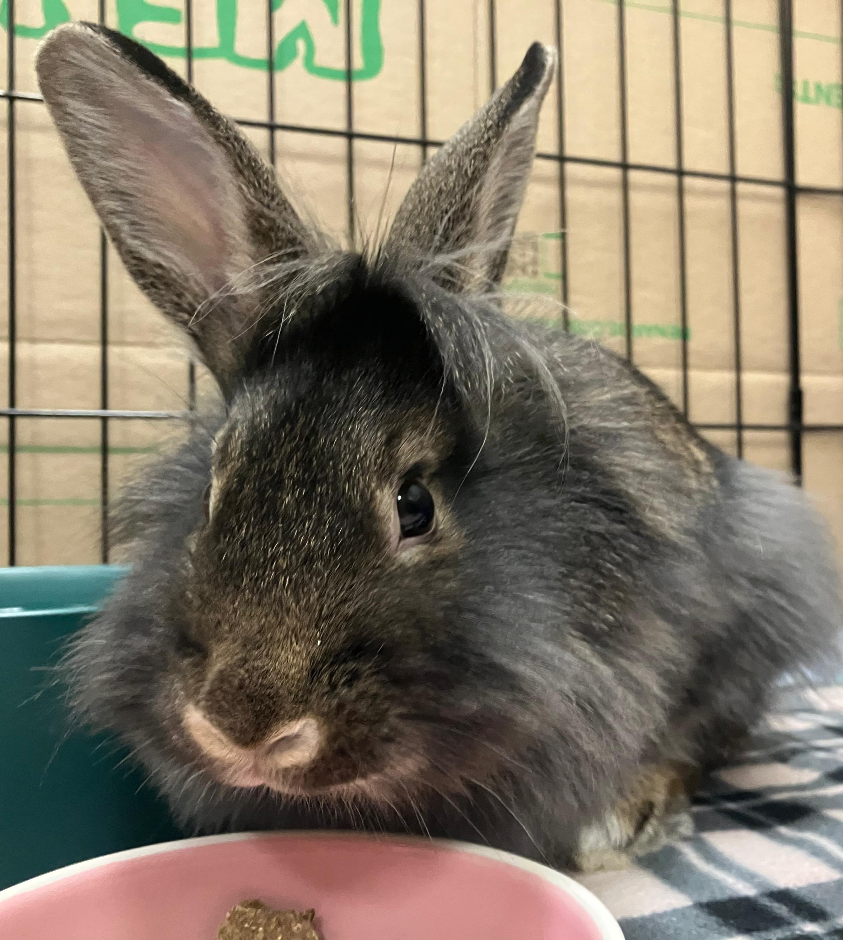 Enlarge Violet, an adopted Lionhead in Oshkosh, WI image 4/5