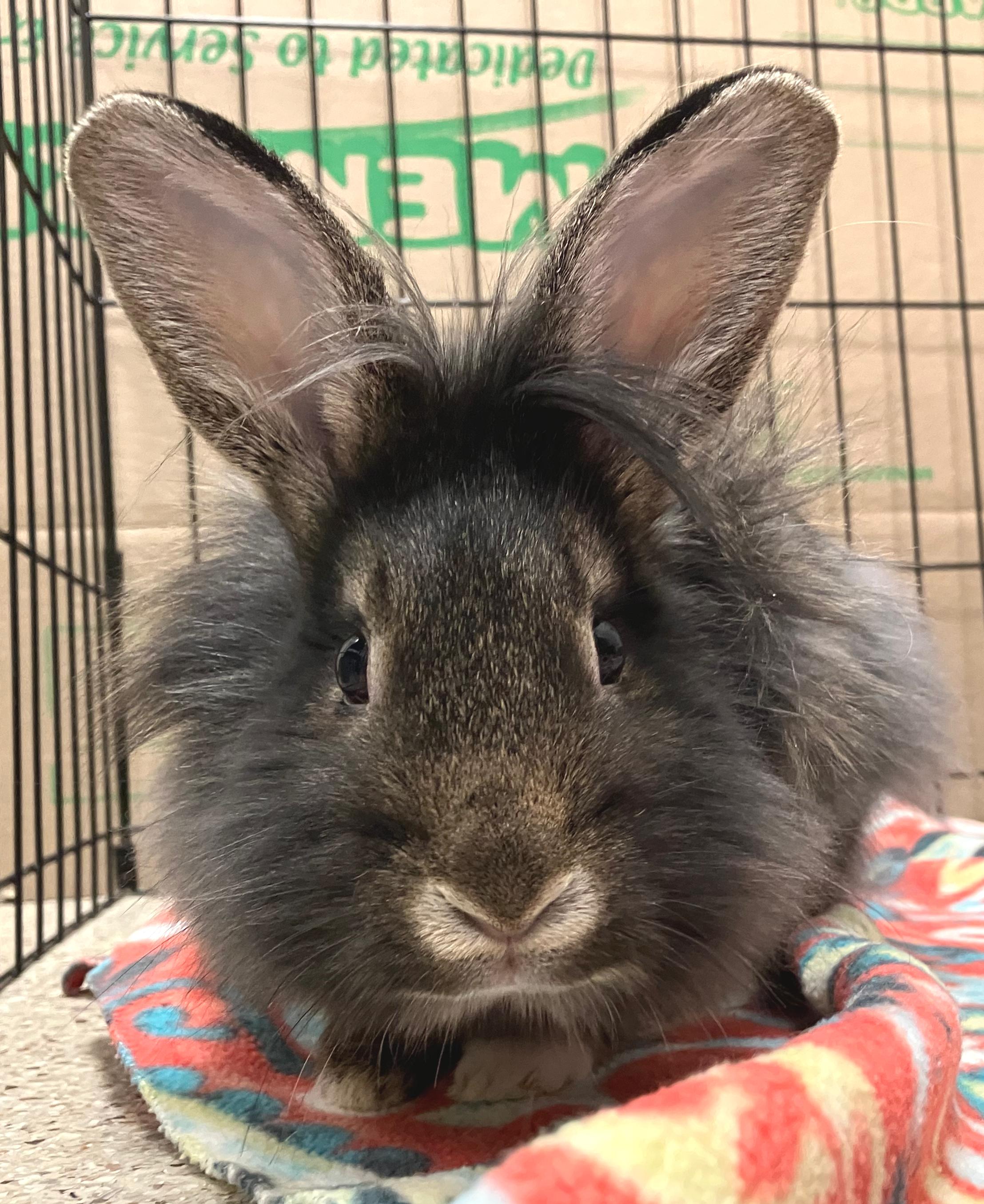 Enlarge Violet, an adopted Lionhead in Oshkosh, WI image 1/5