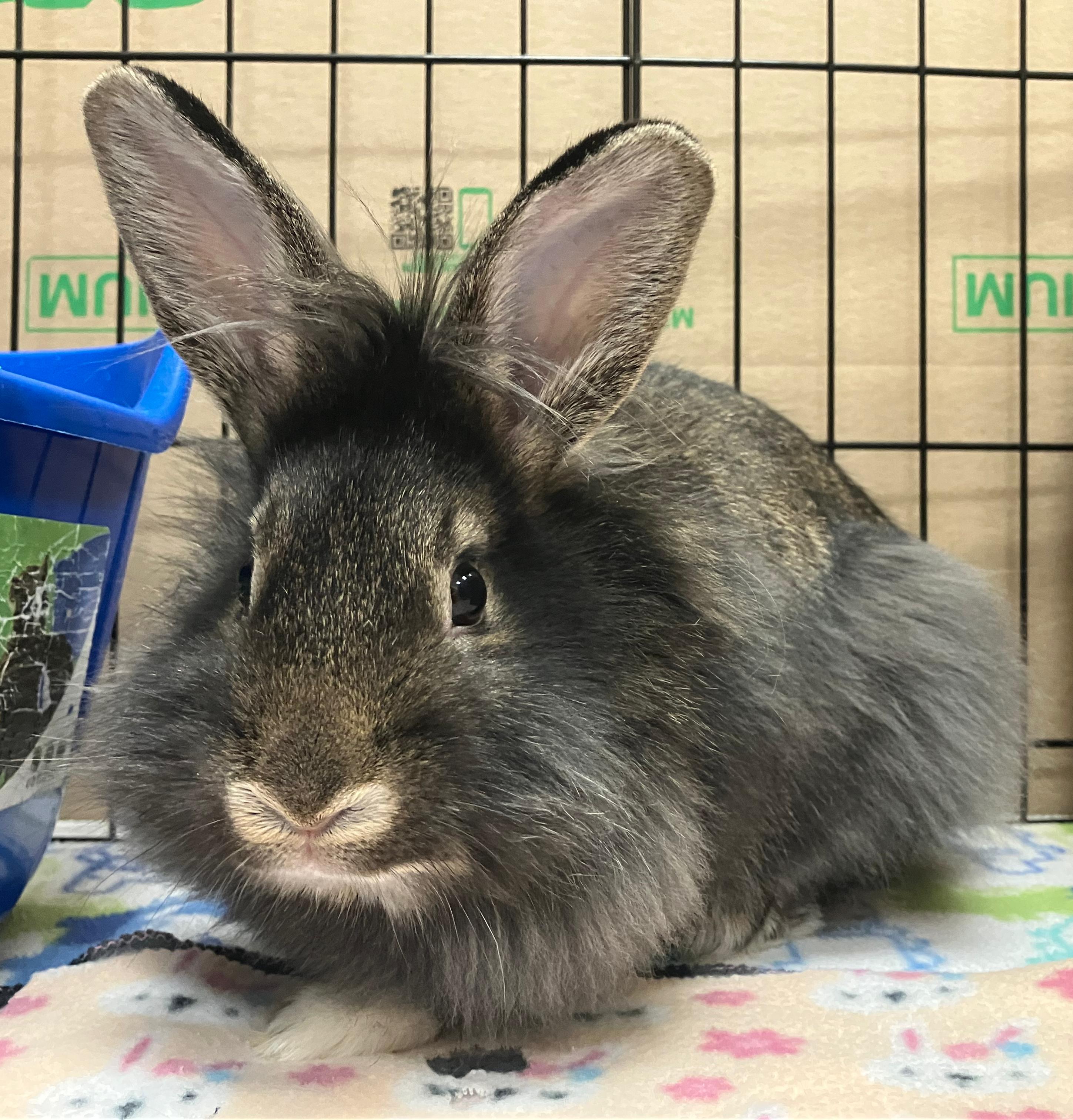 Enlarge Violet, an adopted Lionhead in Oshkosh, WI image 5/5