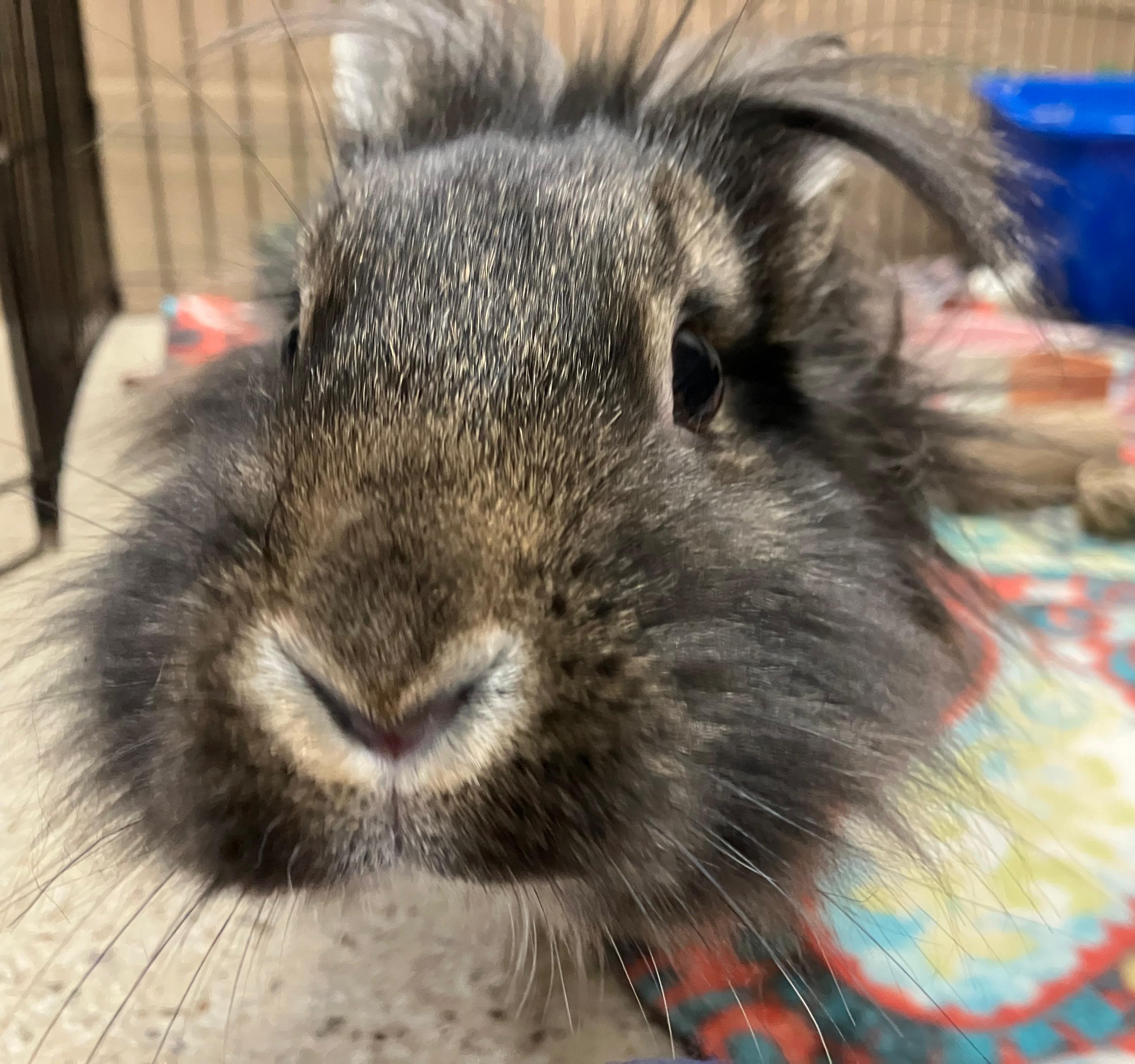 Enlarge Violet, an adopted Lionhead in Oshkosh, WI image 2/5