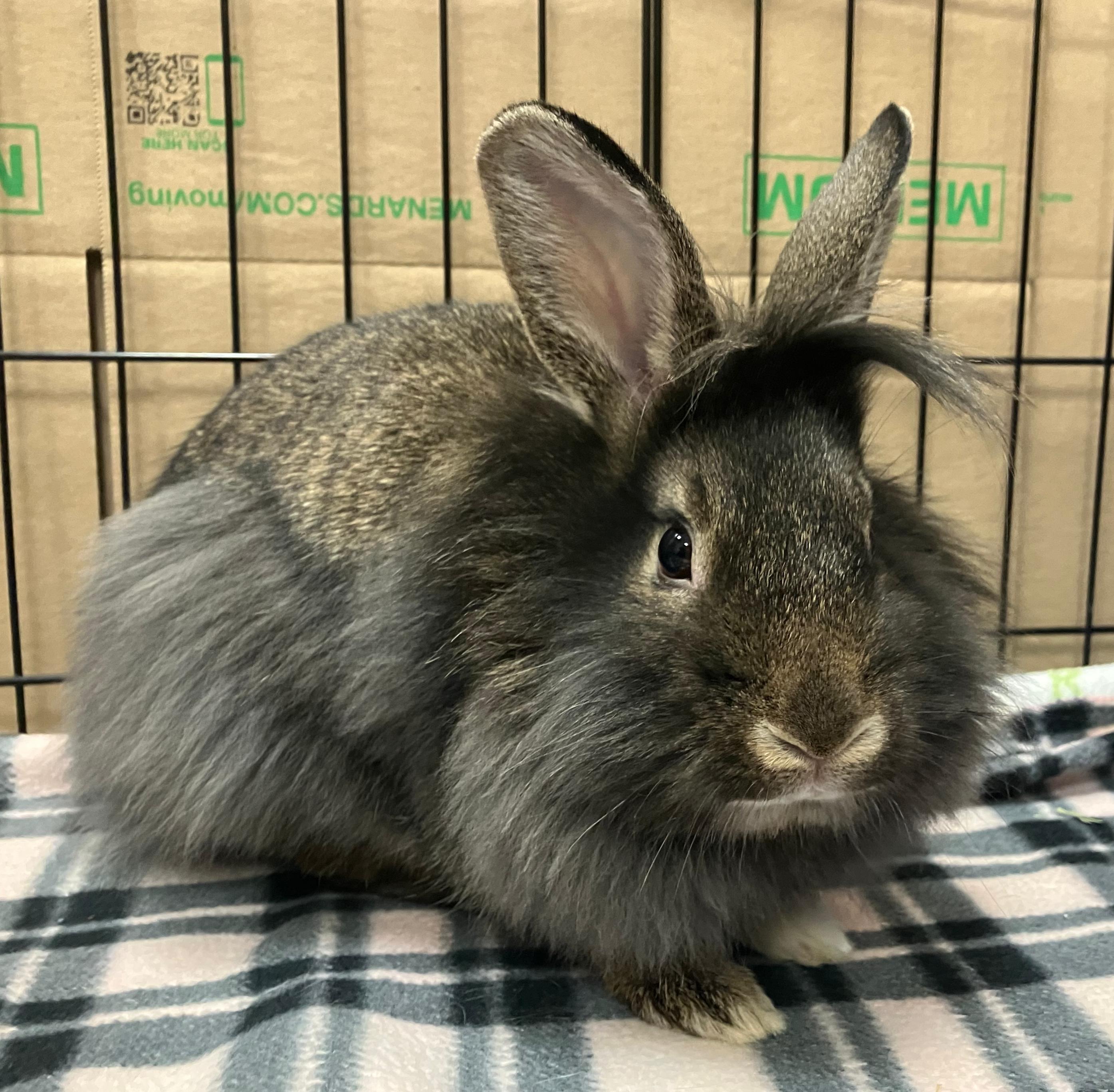 Enlarge Violet, an adopted Lionhead in Oshkosh, WI image 3/5