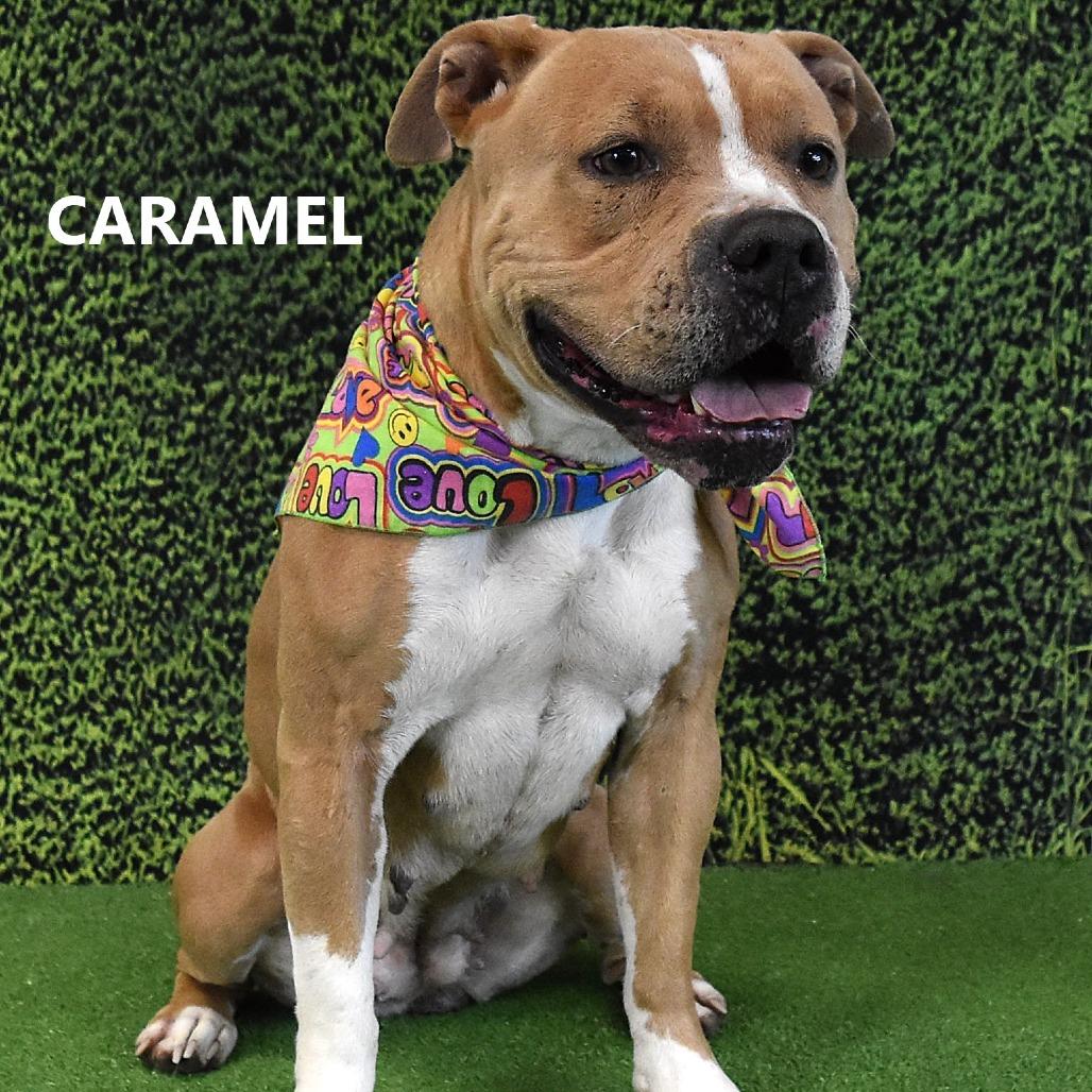 Caramel, Adoptable, Adult Female Pit Bull Terrier.