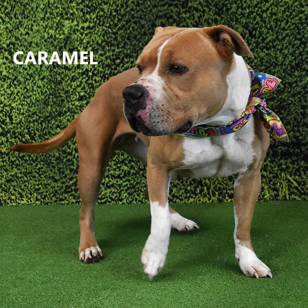 Enlarge Caramel, a Adoptable Pit Bull Terrier in Yuma, AZ image 2/2