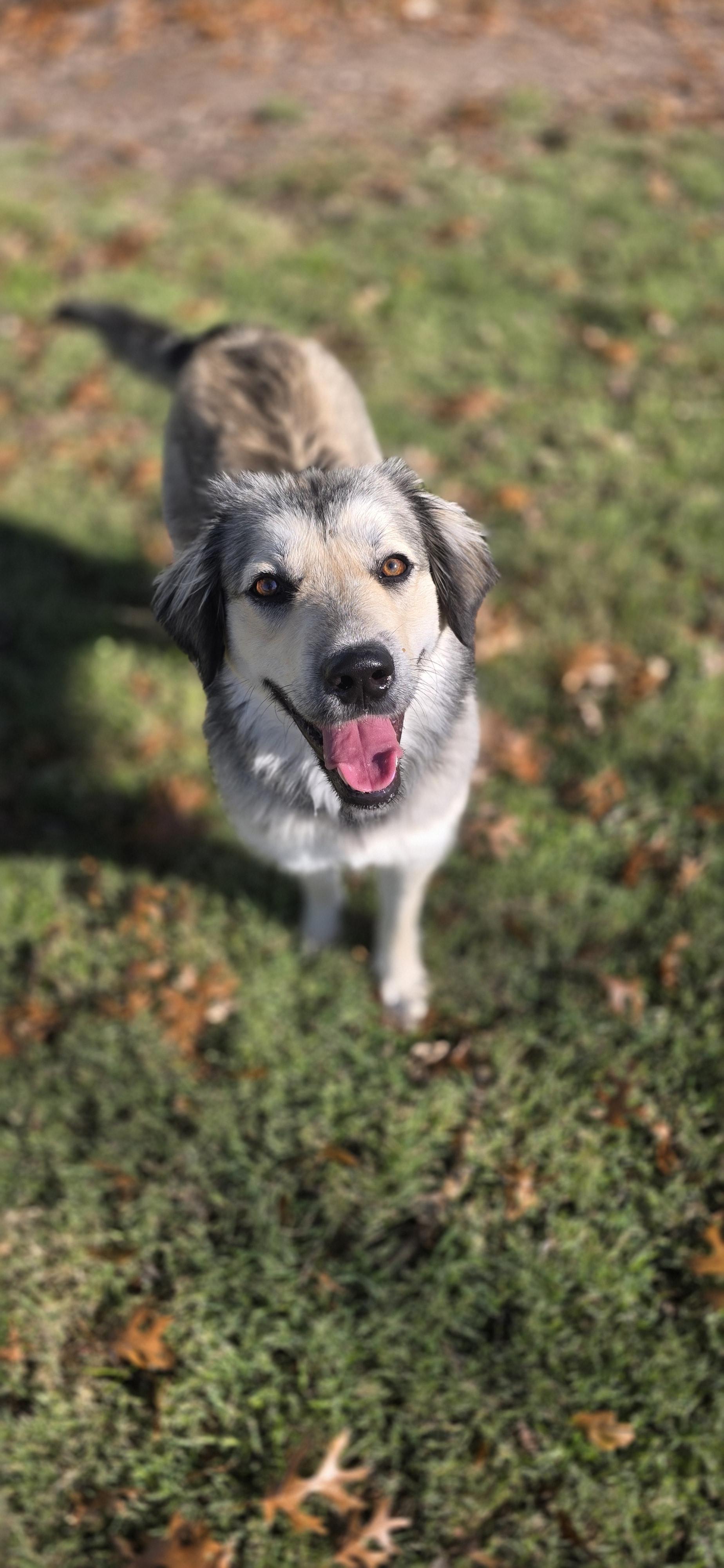 Daisy, Adoptable, Young Female Alaskan Malamute.