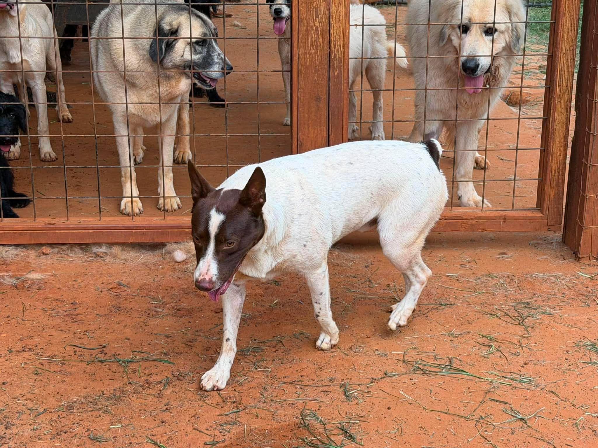 Miles, a Adoptable mixed breed in New Baltimore, MI image 2/4