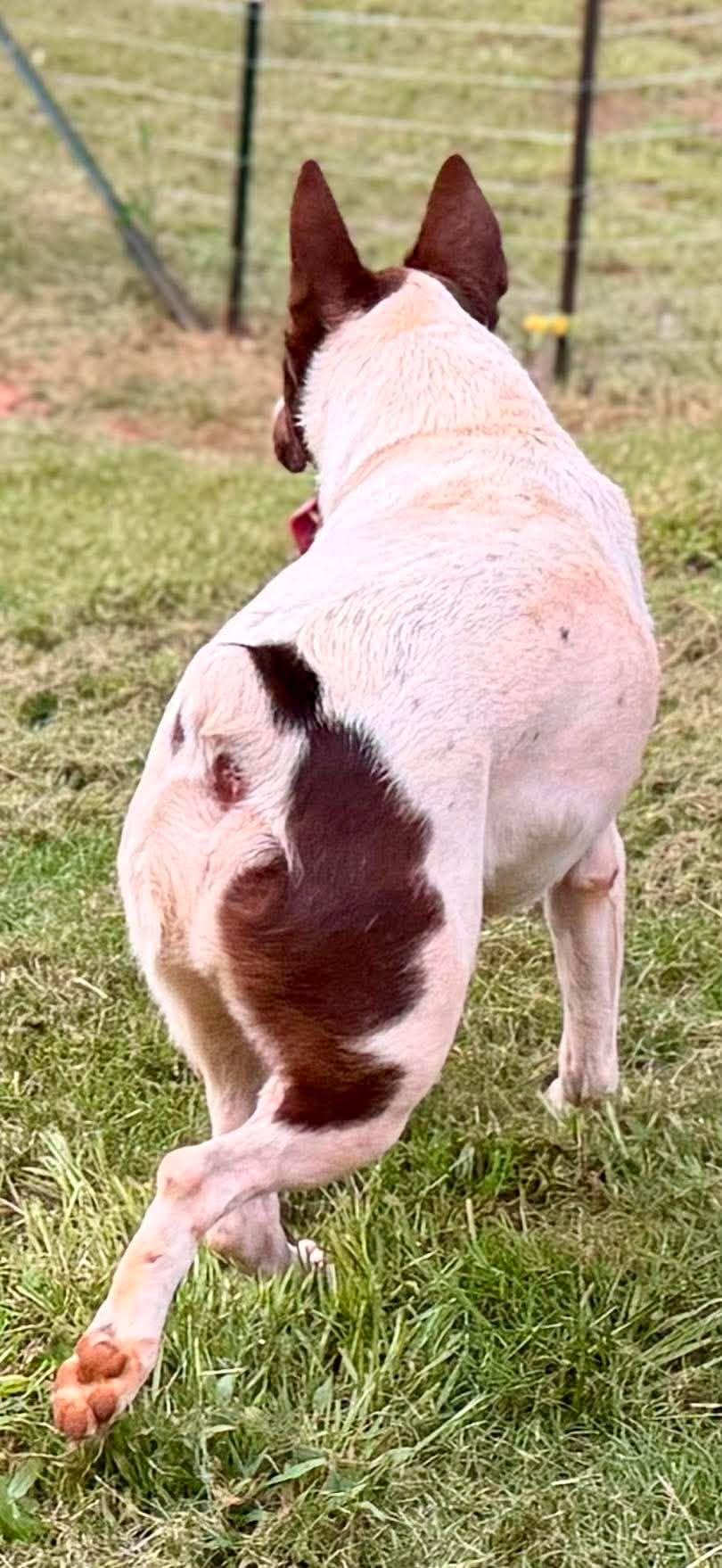 Miles, a Adoptable mixed breed in New Baltimore, MI image 3/4