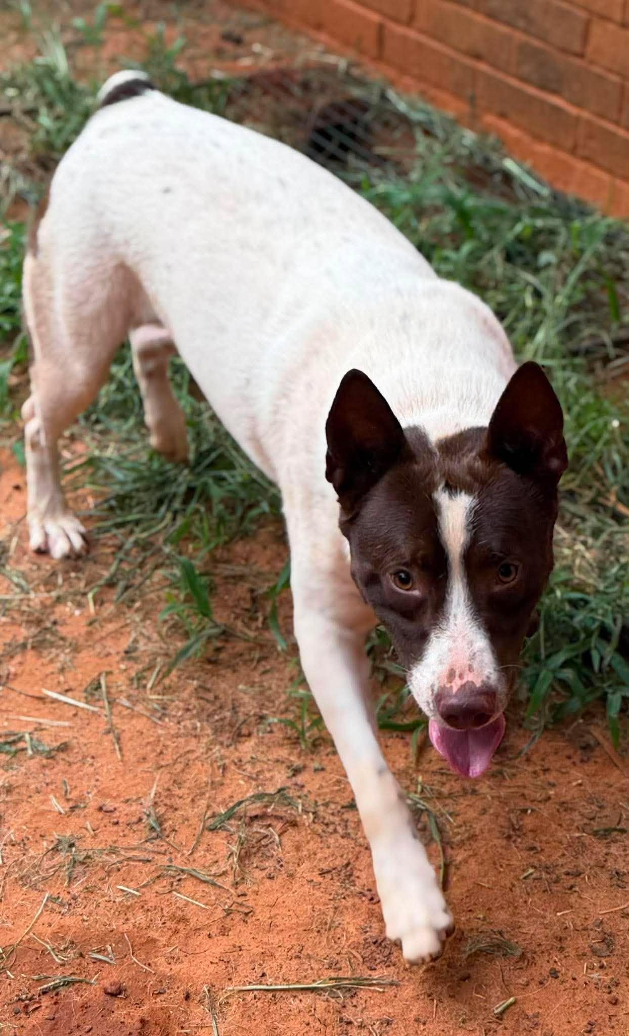 Miles, a Adoptable mixed breed in New Baltimore, MI image 4/4