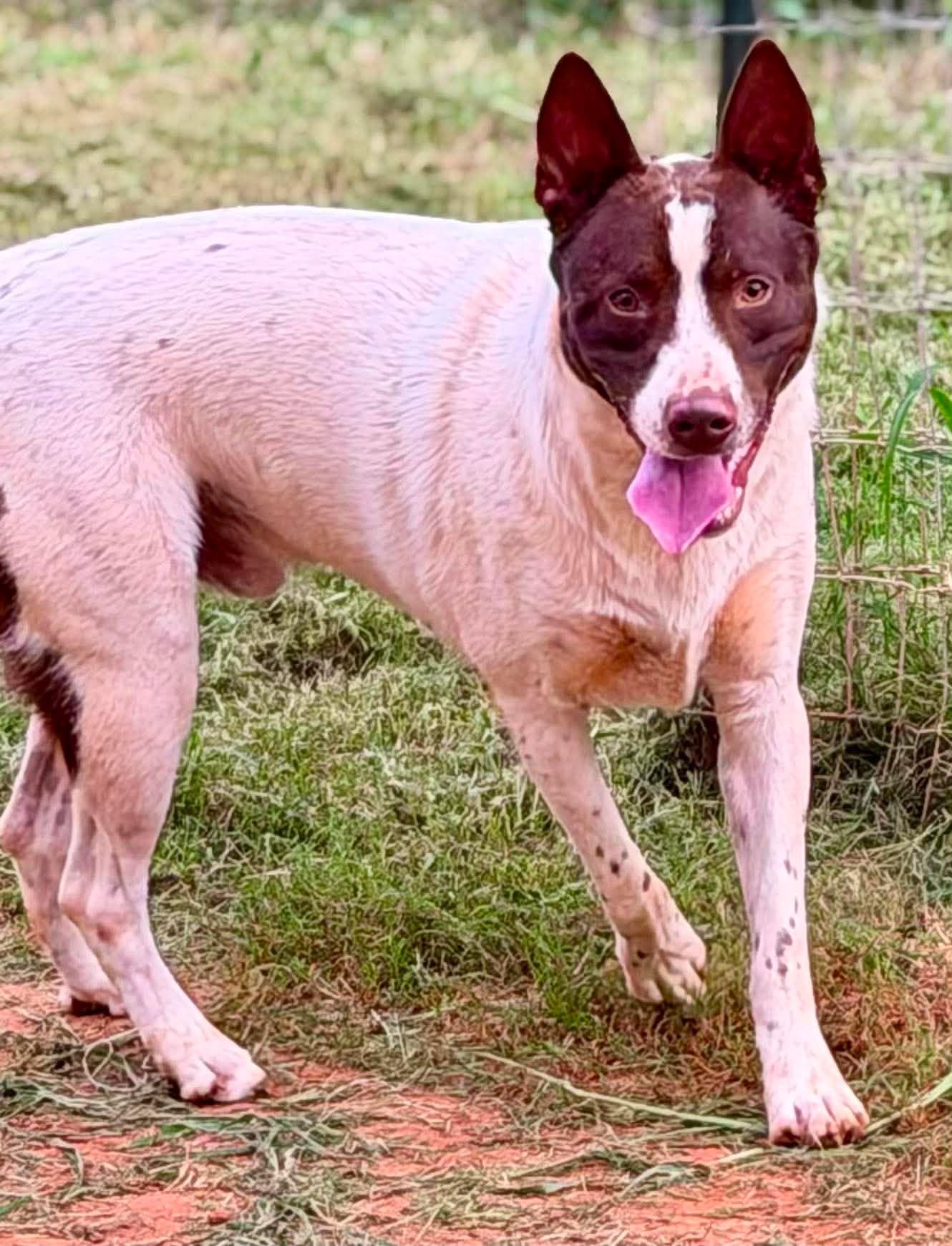 Miles, Adoptable, Young Male Australian Cattle Dog / Blue Heeler & Australian Cattle Dog / Blue Heeler.