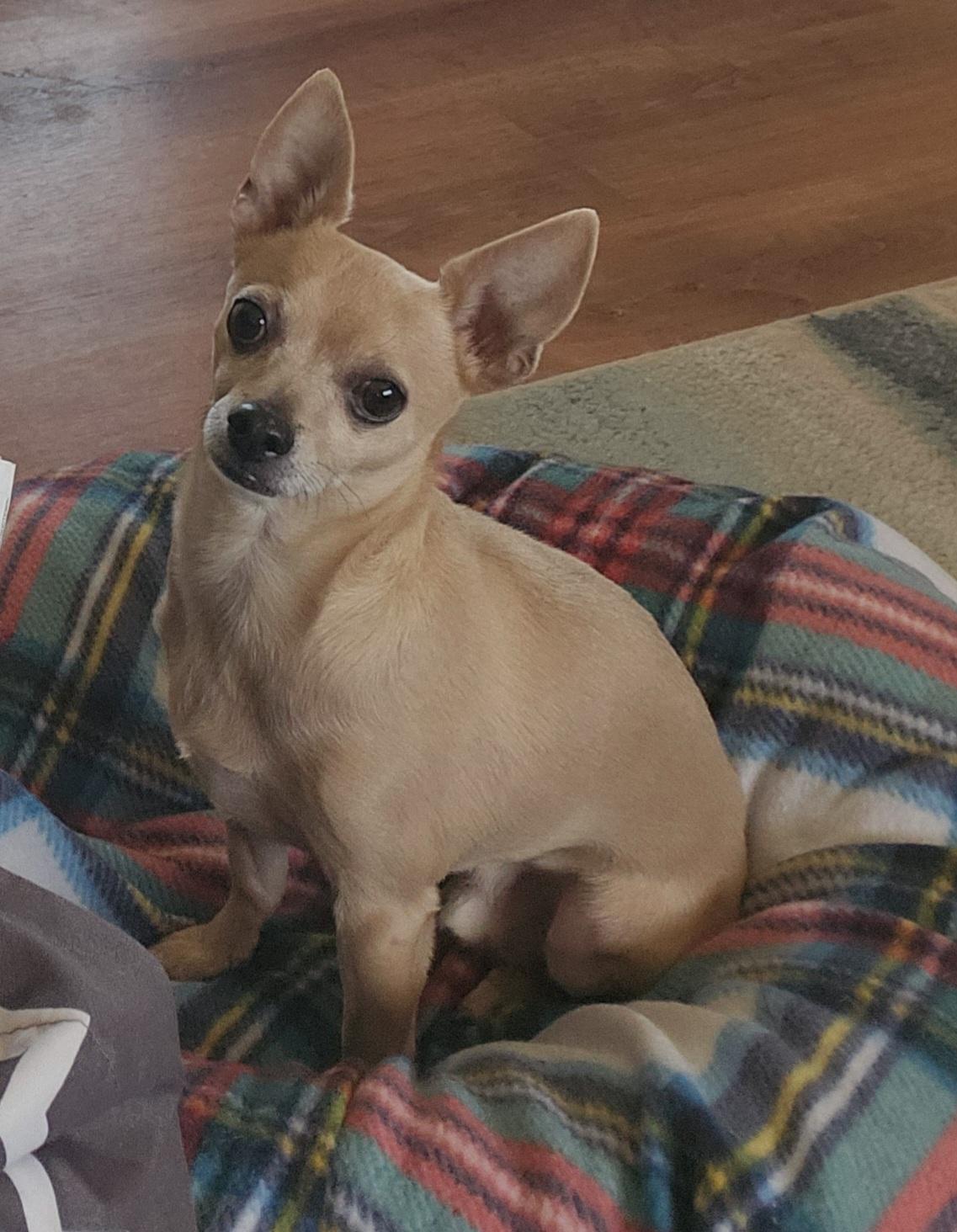 Enlarge Gary, a ADOPTABLE Chihuahua in Whitewater, WI image 4/6