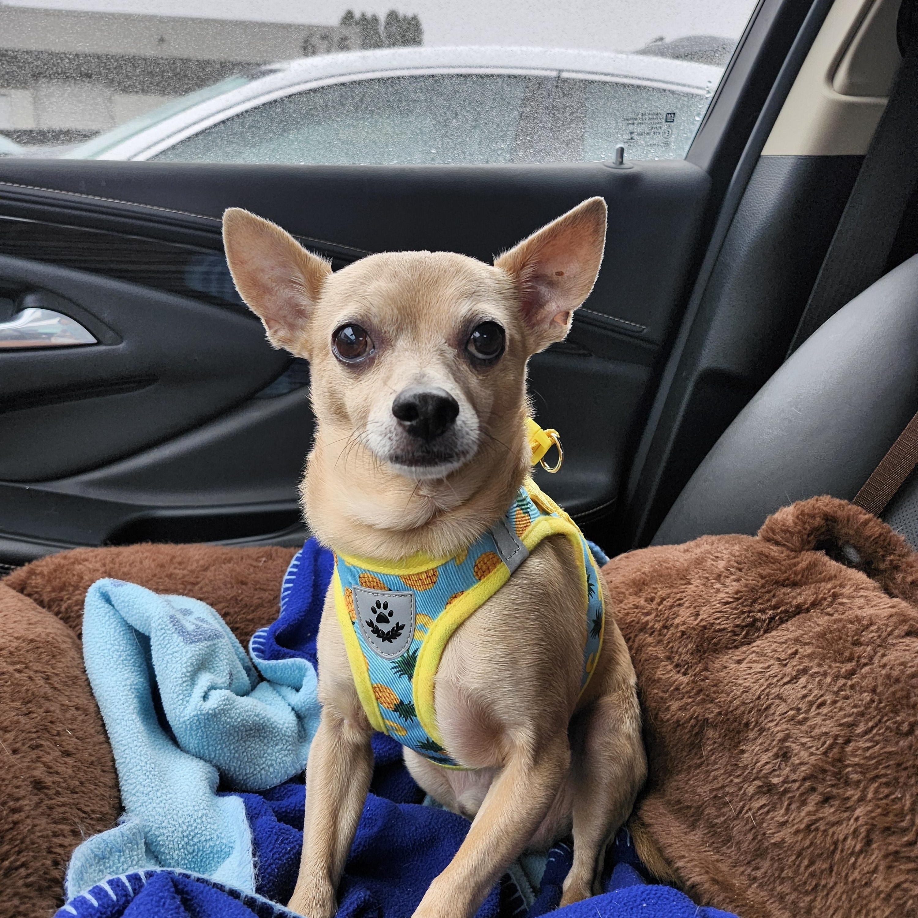 Gary, ADOPTABLE, Senior Male Chihuahua.