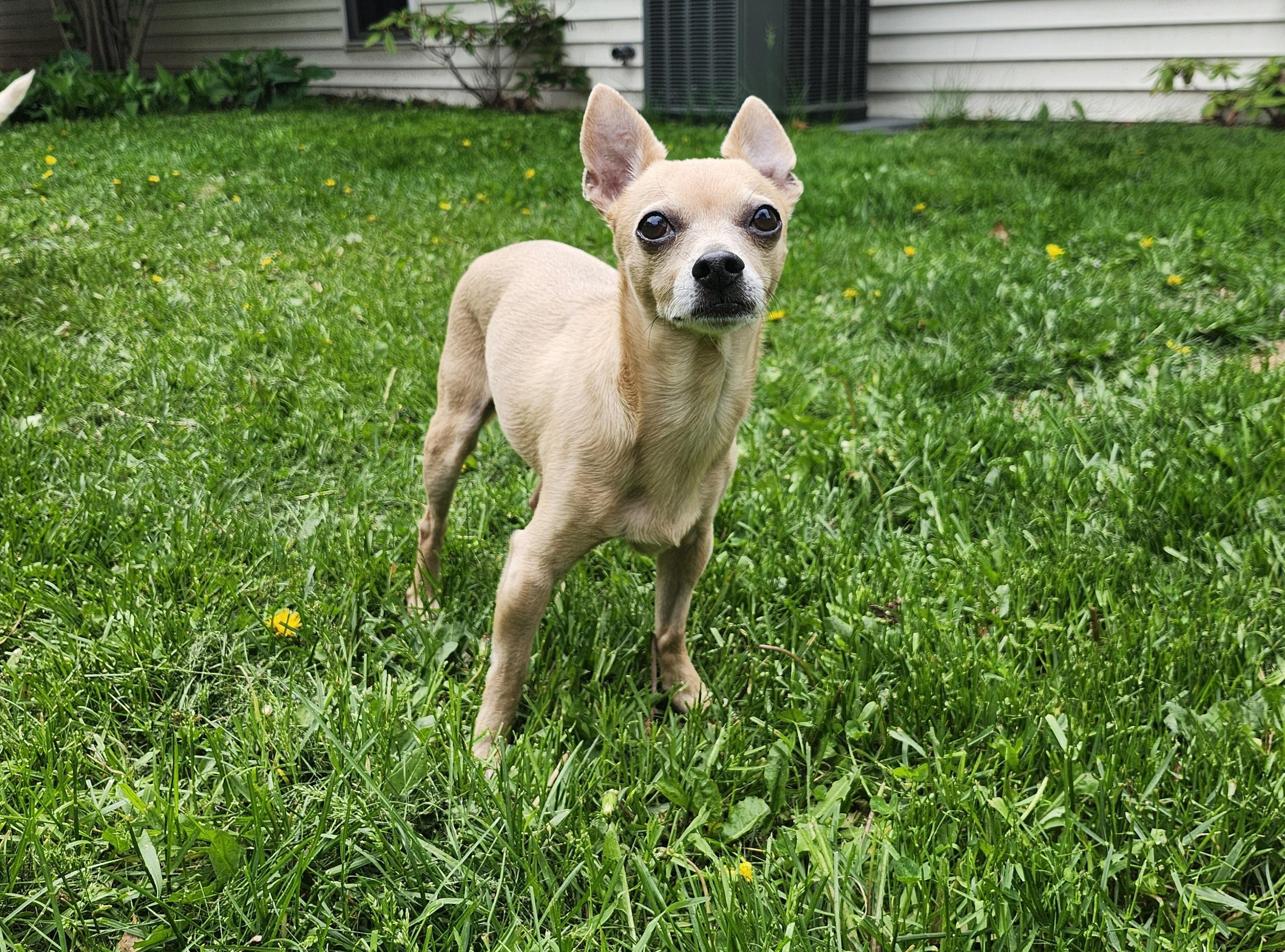 Enlarge Gary, a ADOPTABLE Chihuahua in Whitewater, WI image 2/6