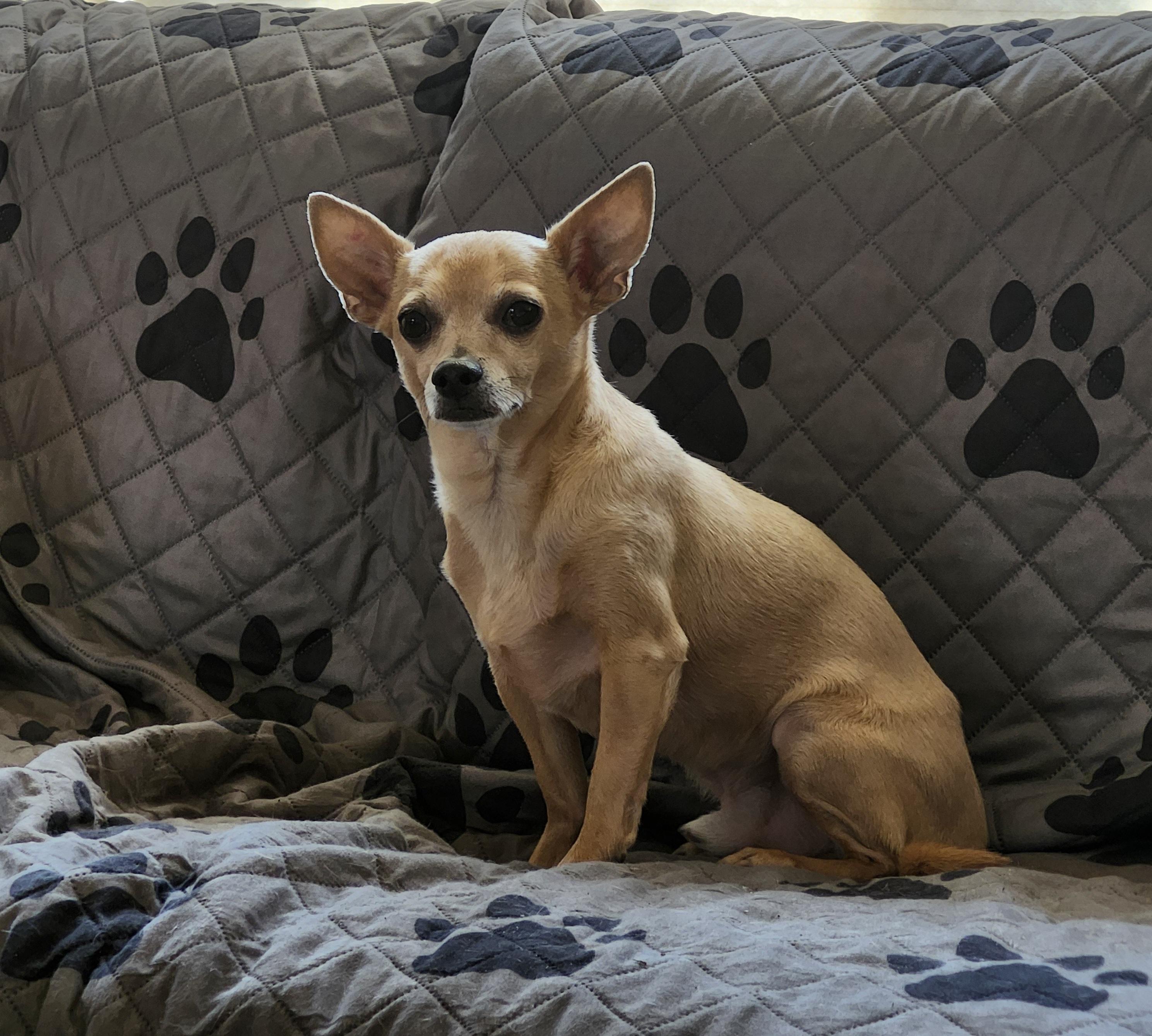 Enlarge Gary, a ADOPTABLE Chihuahua in Whitewater, WI image 3/6