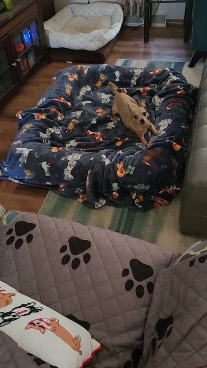 Enlarge Gary, a ADOPTABLE Chihuahua in Whitewater, WI video 6/6