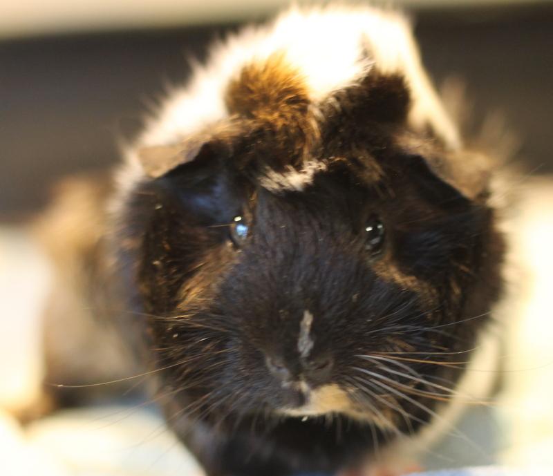 Polly and Mila, a ADOPTABLE Guinea Pig in Budd Lake, NJ image 2/6
