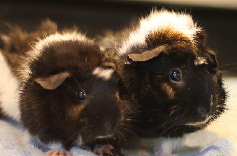 Polly and Mila, a ADOPTABLE Guinea Pig in Budd Lake, NJ image 1/6