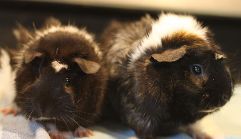 Polly and Mila, a ADOPTABLE Guinea Pig in Budd Lake, NJ image 4/6